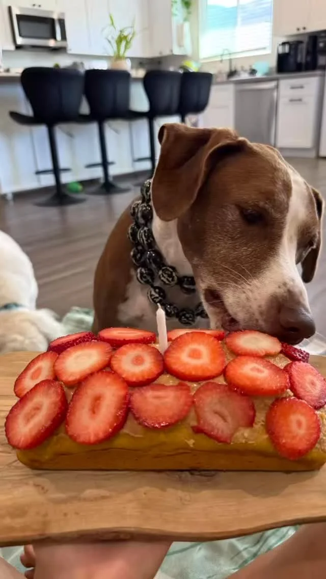 🎉 Happy (belated) Birthday to our Sammy! 🐾From his early days of anxiety and fear to now thriving at #laurasdoggiecare. Sammy has come such a long way. He’s learned to trust, play, and truly be part of the pack. We’re so proud of how fa