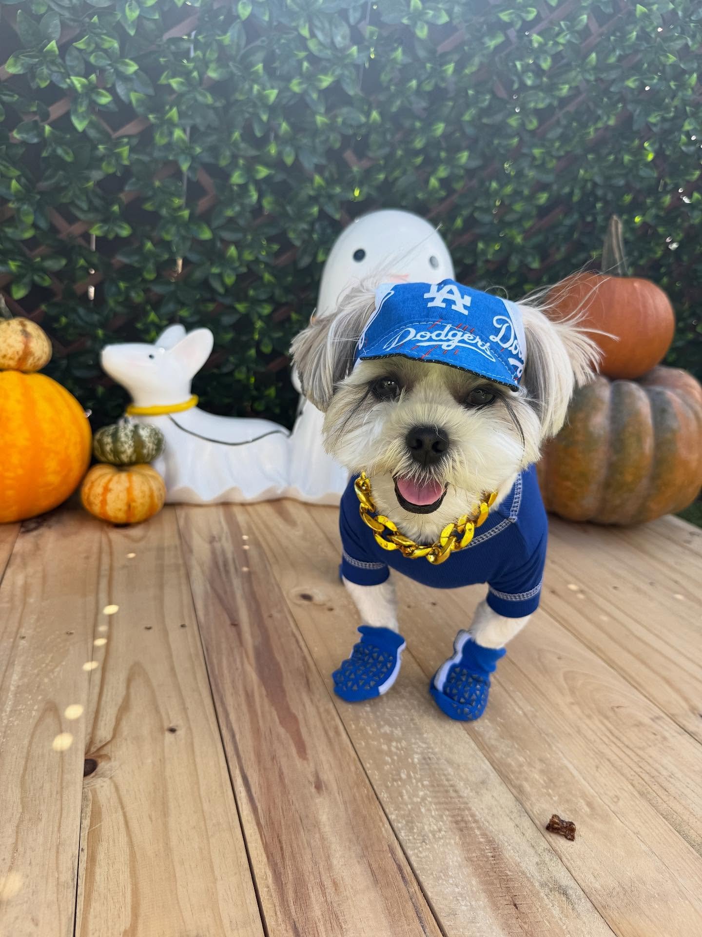 &ldquo;The biggest LA Dodgers fan 🧢⚾️&rdquo;
🐾Kona🐾

Laura&rsquo;s Doggie Care Halloween 2025 Costume Contest 🎃 Cast your vote by Wednesday, Oct. 29 at 5 PM HST! Vote for one or for all your favorites! 🐾 The photo with the most likes by the dead
