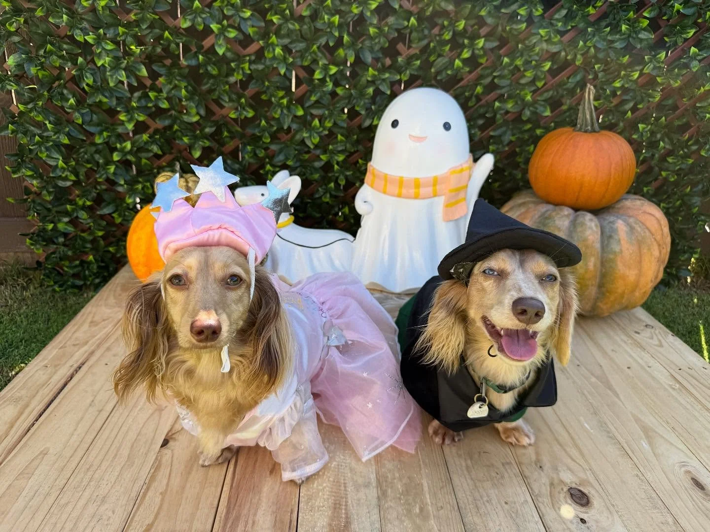 &ldquo;Are people born wicked? 💗💚&ldquo;
🐾Miso &amp; Hina🐾 as Glinda and Elphaba

Laura&rsquo;s Doggie Care Halloween 2025 Costume Contest 🎃 Cast your vote by Wednesday, Oct. 29 at 5 PM HST! Vote for one or for all your favorites! 🐾 The photo w