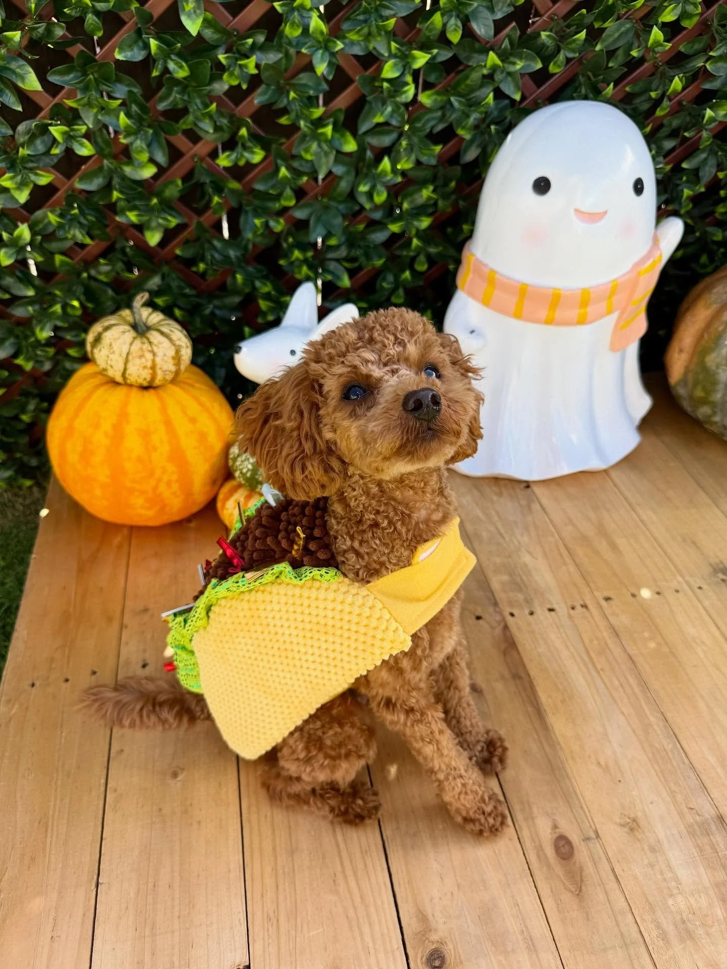 &ldquo;Ta-co-bout this cutie 😉🌮&rdquo; 
🐾Chewie🐾

Laura&rsquo;s Doggie Care Halloween 2025 Costume Contest 🎃 Cast your vote by Wednesday, Oct. 29 at 5 PM HST! Vote for one or for all your favorites! 🐾 The photo with the most likes by the deadli