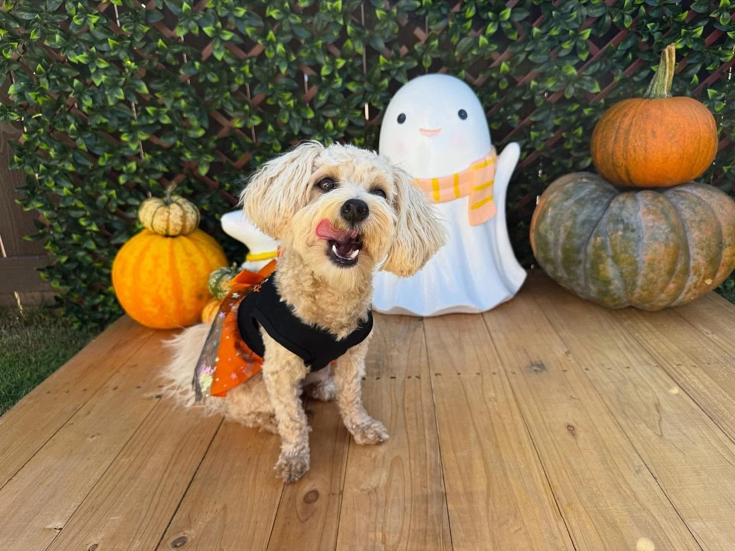 &ldquo;Kiss the competition goodbye, I&rsquo;m wicked cute 😍🧡&rdquo;
🐾Shayna🐾

Laura&rsquo;s Doggie Care Halloween 2025 Costume Contest 🎃 Cast your vote by Wednesday, Oct. 29 at 5 PM HST! Vote for one or for all your favorites! 🐾 The photo with