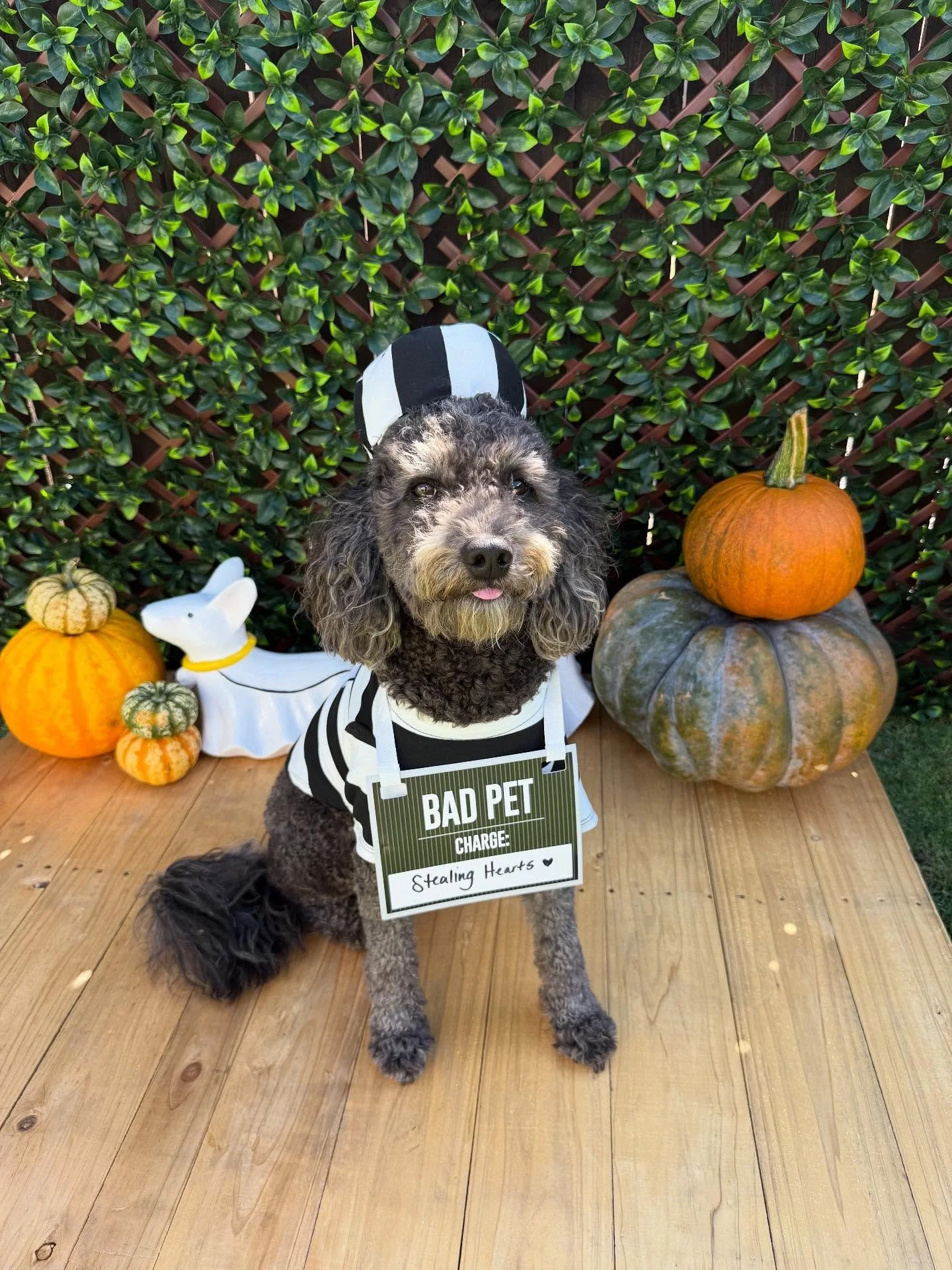 &ldquo;Sentenced to a lifetime of cuteness with no paw-role&rdquo;
🐾 Oliver 🐾

Laura&rsquo;s Doggie Care Halloween 2025 Costume Contest 🎃 Cast your vote by Wednesday, Oct. 29 at 5 PM HST! Vote for one or for all your favorites! 🐾 The photo with t