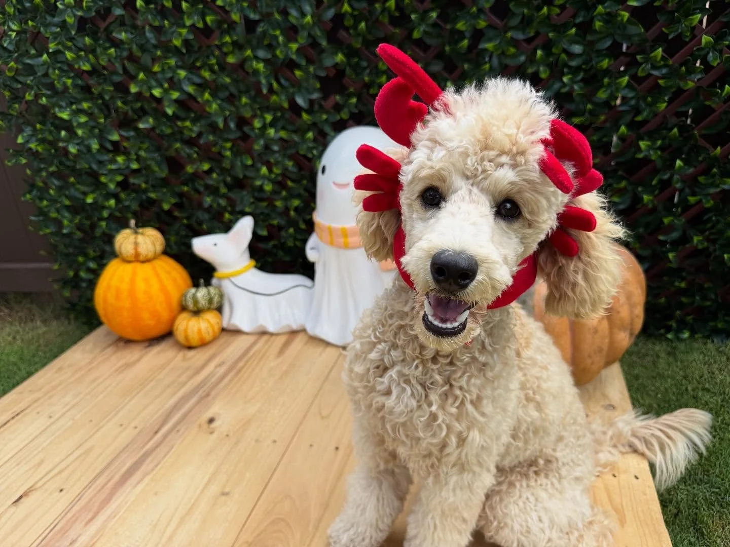 &ldquo;Attack of the lobster 🦞😱&rdquo;
🐾Nala🐾

Laura&rsquo;s Doggie Care Halloween 2025 Costume Contest 🎃 Cast your vote by Wednesday, Oct. 29 at 5 PM HST! Vote for one or for all your favorites! 🐾 The photo with the most likes by the deadline 