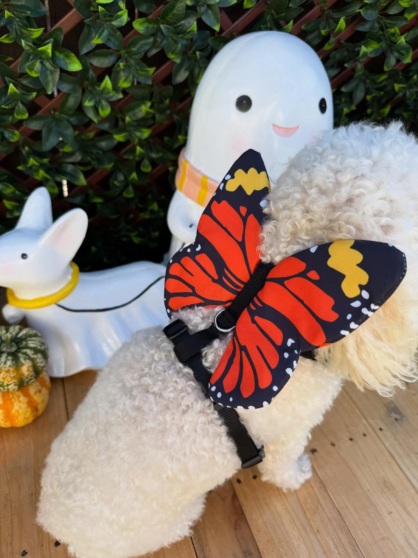 &ldquo;I came out of my crystalist for this ✨🪽&rdquo;
🐾Lemon🐾

Laura&rsquo;s Doggie Care Halloween 2025 Costume Contest 🎃 Cast your vote by Wednesday, Oct. 29 at 5 PM HST! Vote for one or for all your favorites! 🐾 The photo with the most likes b