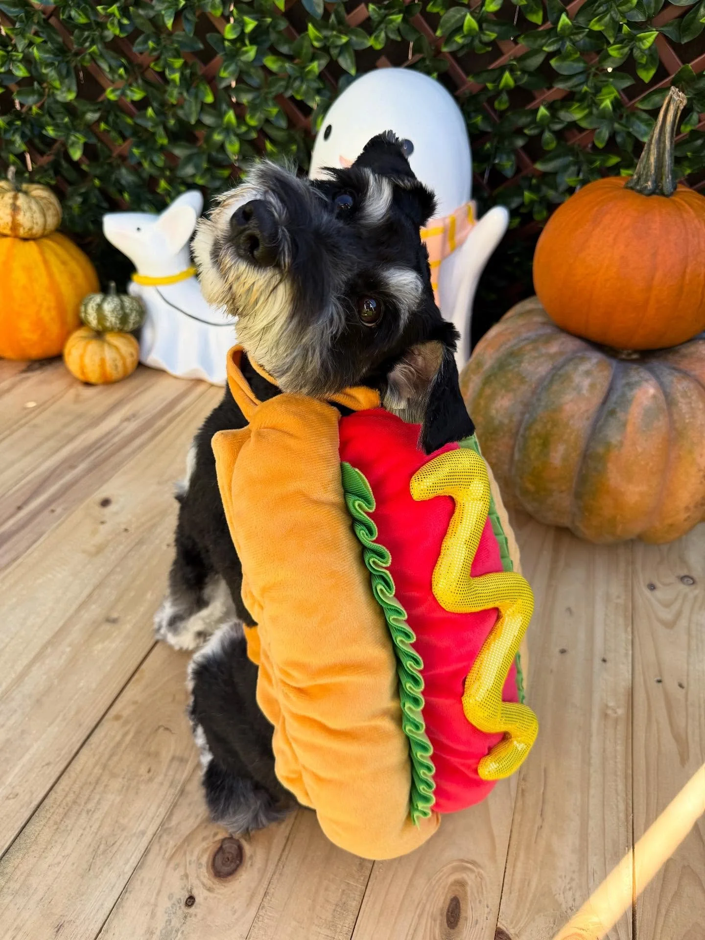 &ldquo;Hot diggity dog 🌭🔥&rdquo;
🐾Captain🐾

Laura&rsquo;s Doggie Care Halloween 2025 Costume Contest 🎃 Cast your vote by Wednesday, Oct. 29 at 5 PM HST! Vote for one or for all your favorites! 🐾 The photo with the most likes by the deadline wil