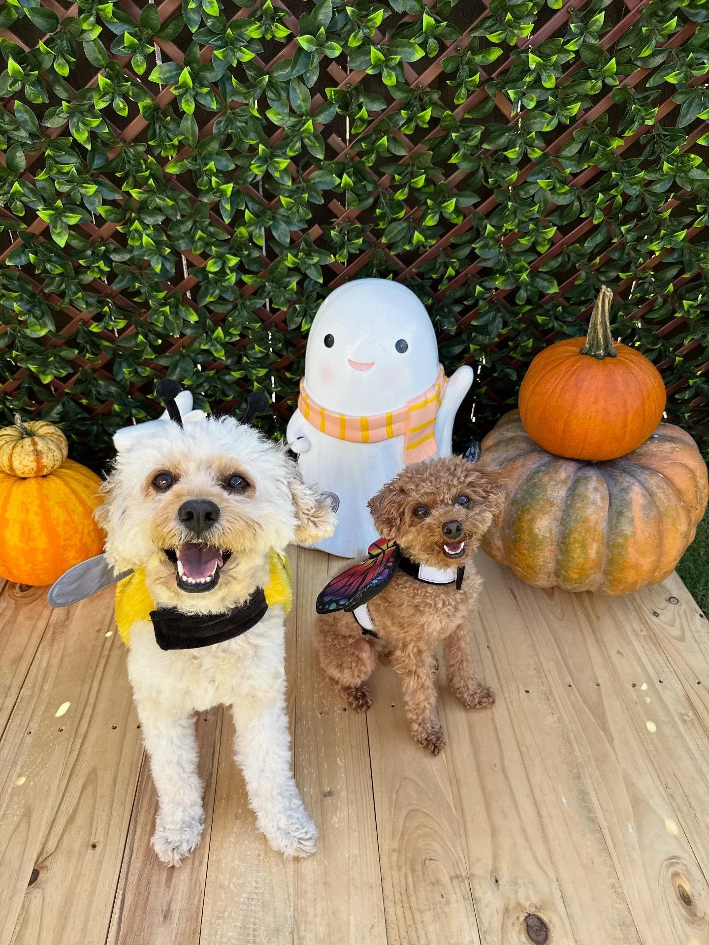 &ldquo;Float like a butterfly, sting like a bee 🦋🐝&rdquo;
🐾Teddy &amp; Marlowe🐾

Laura&rsquo;s Doggie Care Halloween 2025 Costume Contest 🎃 Cast your vote by Wednesday, Oct. 29 at 5 PM HST! Vote for one or for all your favorites! 🐾 The photo wi