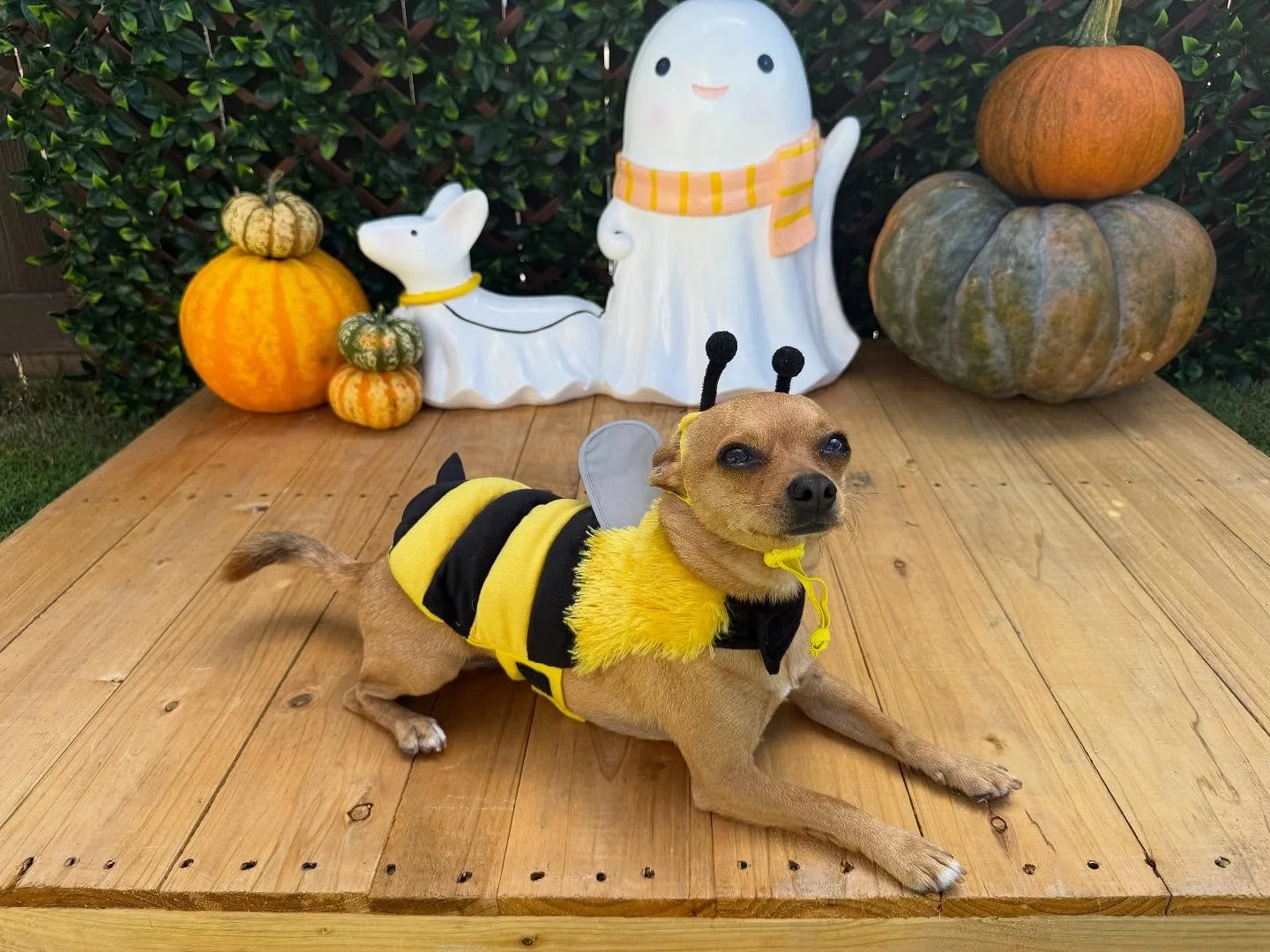 &ldquo;Bee-ware of the cuteness&rdquo;
🐾Enzo🐾

Laura&rsquo;s Doggie Care Halloween 2025 Costume Contest 🎃 Cast your vote by Wednesday, Oct. 29 at 5 PM HST! Vote for one or for all your favorites! 🐾 The photo with the most likes by the deadline wi