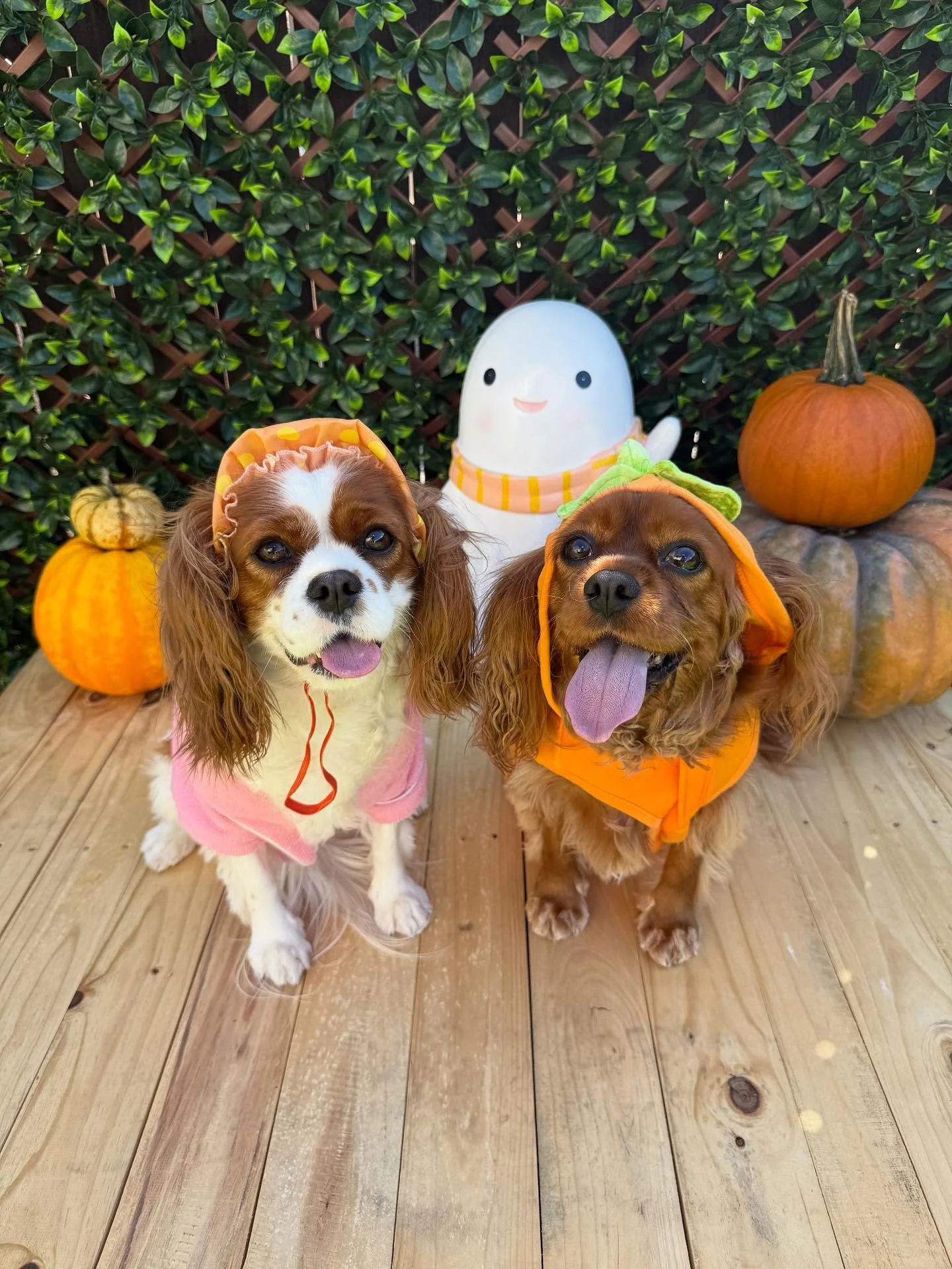 &ldquo;Naughty, nice, and bubble bath pumpkin spice 🫧🐥🎃🌱&rdquo;
🐾Mochi &amp; Hana🐾

Laura&rsquo;s Doggie Care Halloween 2025 Costume Contest 🎃 Cast your vote by Wednesday, Oct. 29 at 5 PM HST! Vote for one or for all your favorites! 🐾 The pho