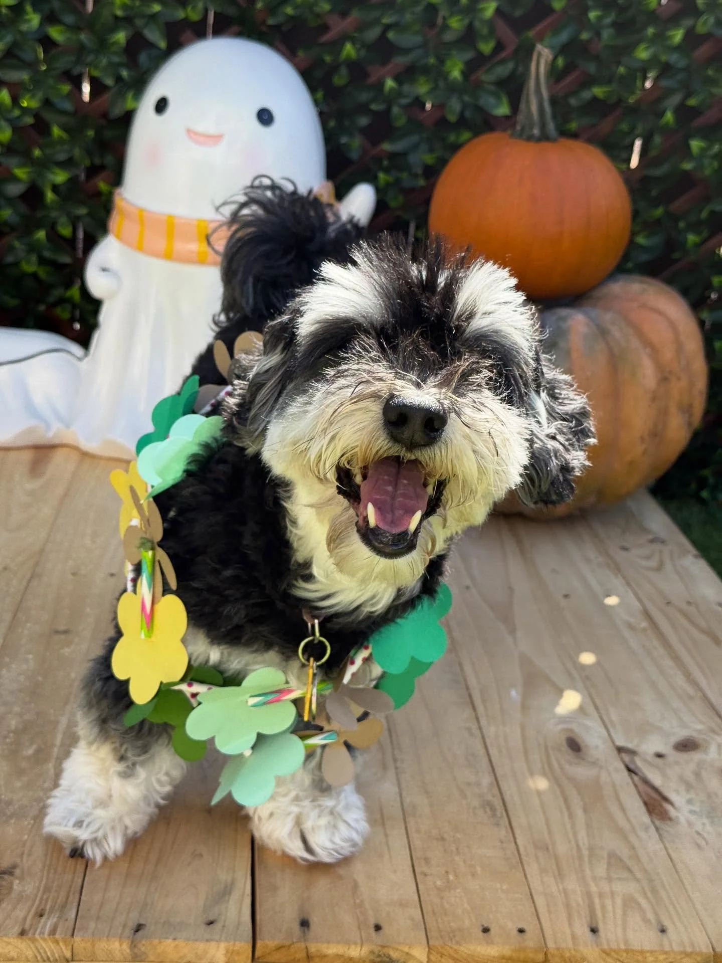 &ldquo;Ms. Aloha 🤗🌺🌈&rdquo;
🐾Kira🐾

Laura&rsquo;s Doggie Care Halloween 2025 Costume Contest 🎃 Cast your vote by Wednesday, Oct. 29 at 5 PM HST! Vote for one or for all your favorites! 🐾 The photo with the most likes by the deadline will be cr