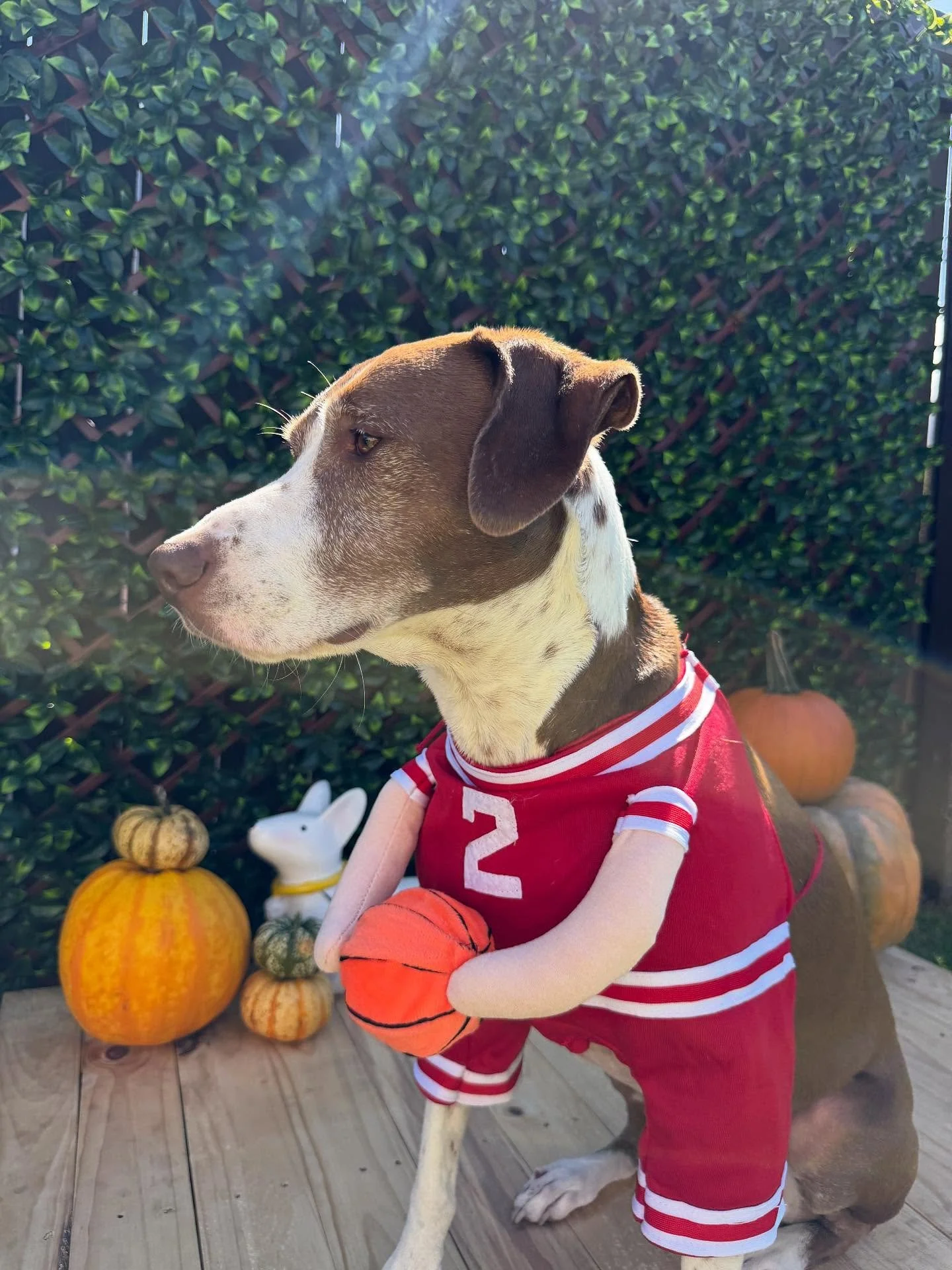 &ldquo;Get cha head in the game 🏀💨&rdquo;
🐾Sammy🐾

Laura&rsquo;s Doggie Care Halloween 2025 Costume Contest 🎃 Cast your vote by Wednesday, Oct. 29 at 5 PM HST! Vote for one or for all your favorites! 🐾 The photo with the most likes by the deadl
