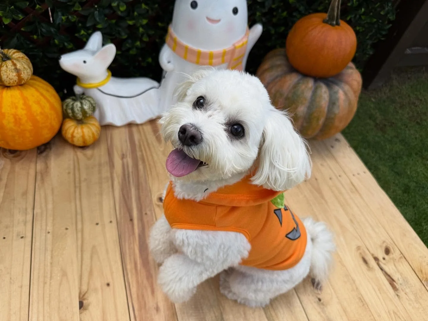&ldquo;Cutie paw-pumpkin pie 🥧🎃&rdquo;
🐾George🐾

Laura&rsquo;s Doggie Care Halloween 2025 Costume Contest 🎃 Cast your vote by Wednesday, Oct. 29 at 5 PM HST! Vote for one or for all your favorites! 🐾 The photo with the most likes by the deadlin