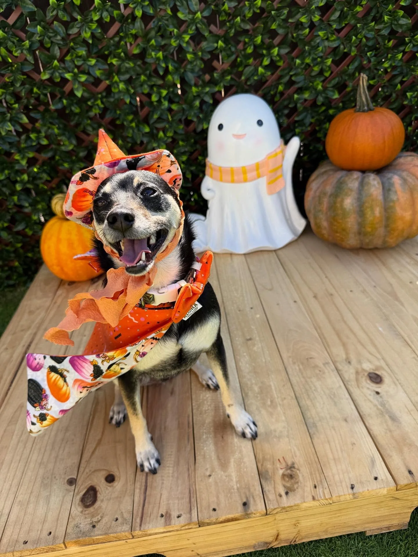 &ldquo;Expecto-a-Hugo 🪄&rdquo;
🐾Hugo🐾

Laura&rsquo;s Doggie Care Halloween 2025 Costume Contest 🎃 Cast your vote by Wednesday, Oct. 29 at 5 PM HST! Vote for one or for all your favorites! 🐾 The photo with the most likes by the deadline will be c