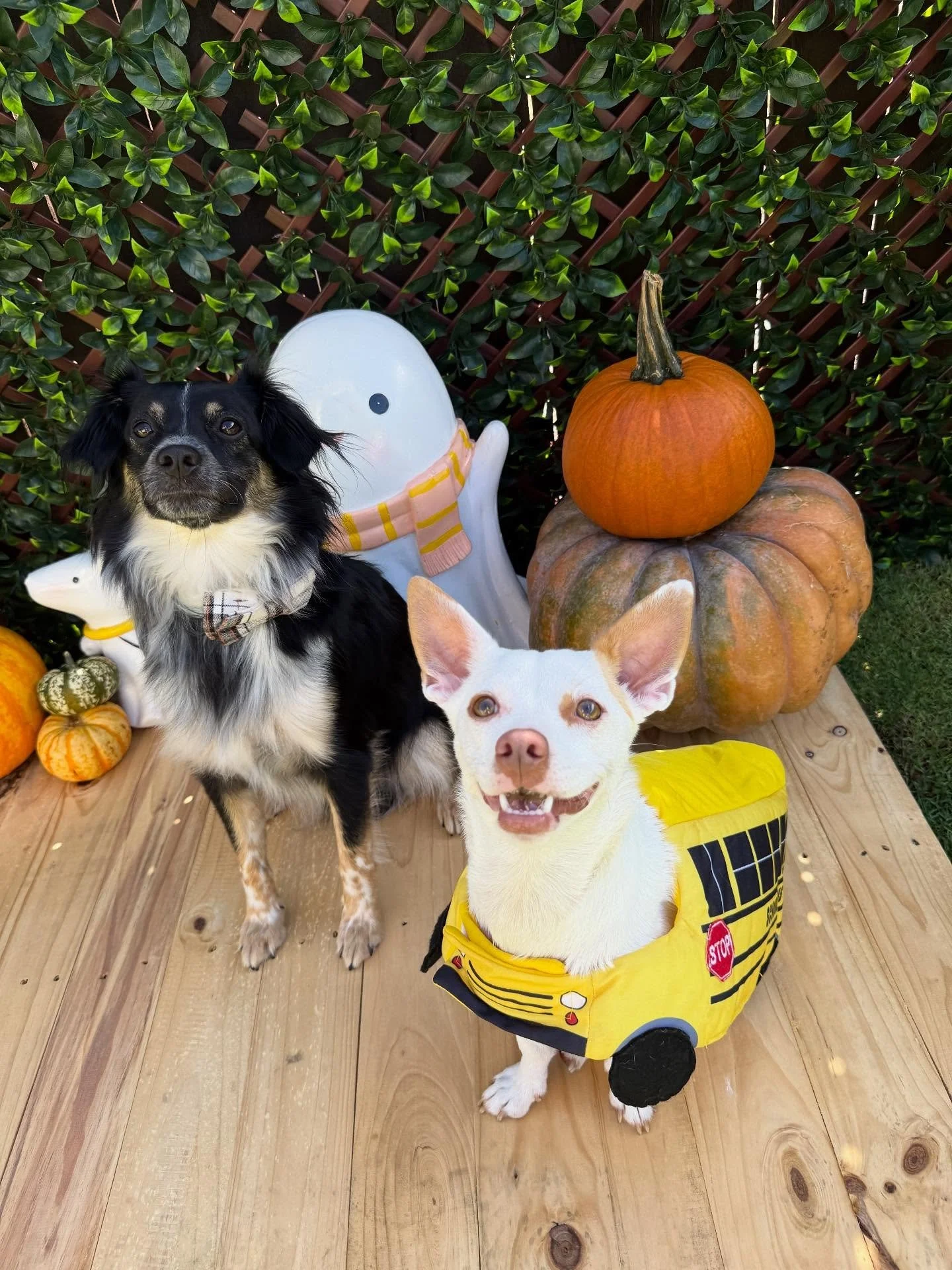 &ldquo;Take a trip on the magic school bus feat. Bill Nye the science guy 🚌🥼&rdquo;
🐾 Sterling &amp; Karl 🐾

Laura&rsquo;s Doggie Care Halloween 2025 Costume Contest 🎃 Cast your vote by Wednesday, Oct. 29 at 5 PM HST! Vote for one or for all you