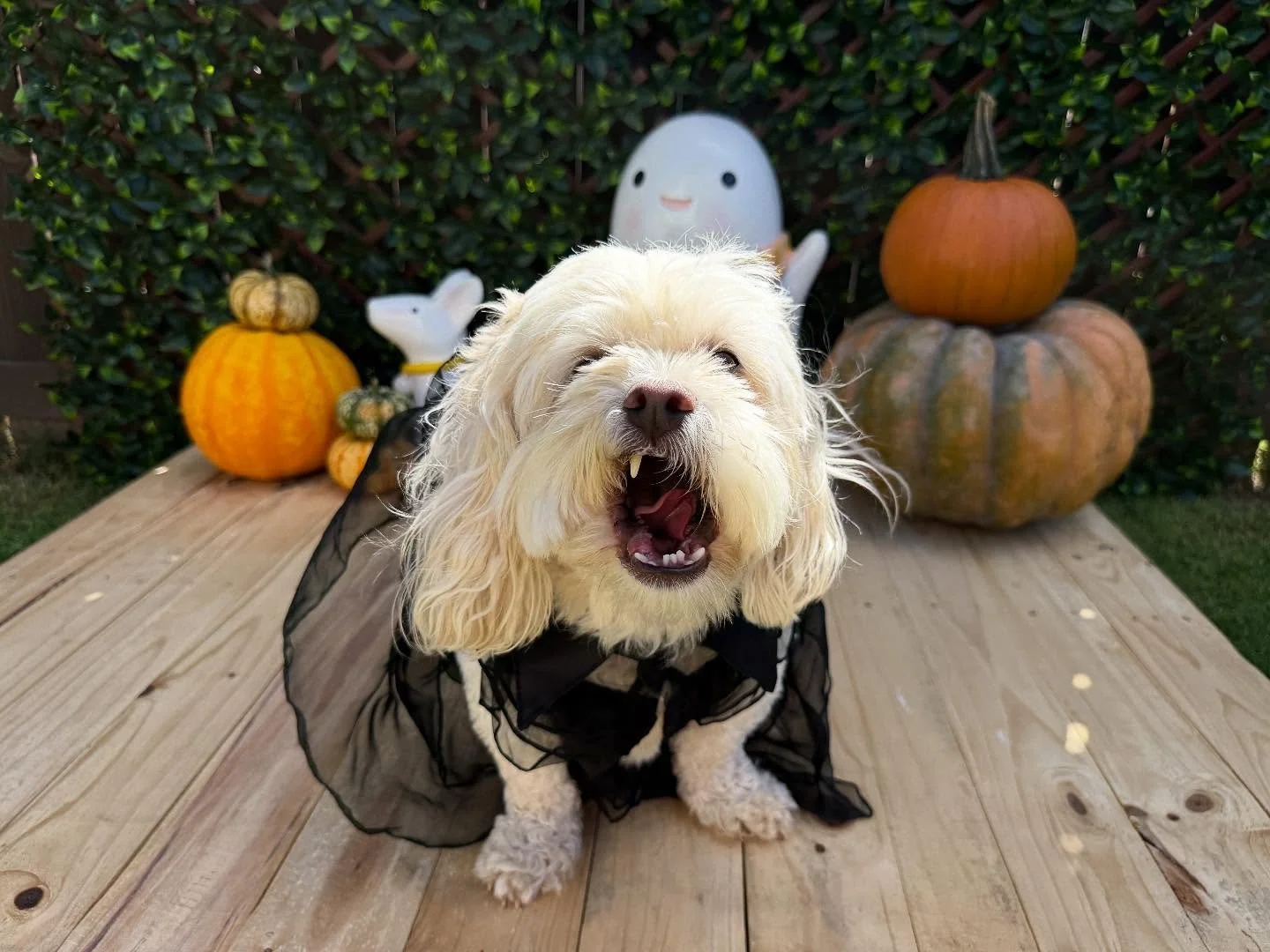 &ldquo;What kind of dystopian hellscape is this?&rdquo; -Wednesday Addams 🖤
🐾Cleo🐾

Laura&rsquo;s Doggie Care Halloween 2025 Costume Contest 🎃 Cast your vote by Wednesday, Oct. 29 at 5 PM HST! Vote for one or for all your favorites! 🐾 The photo 