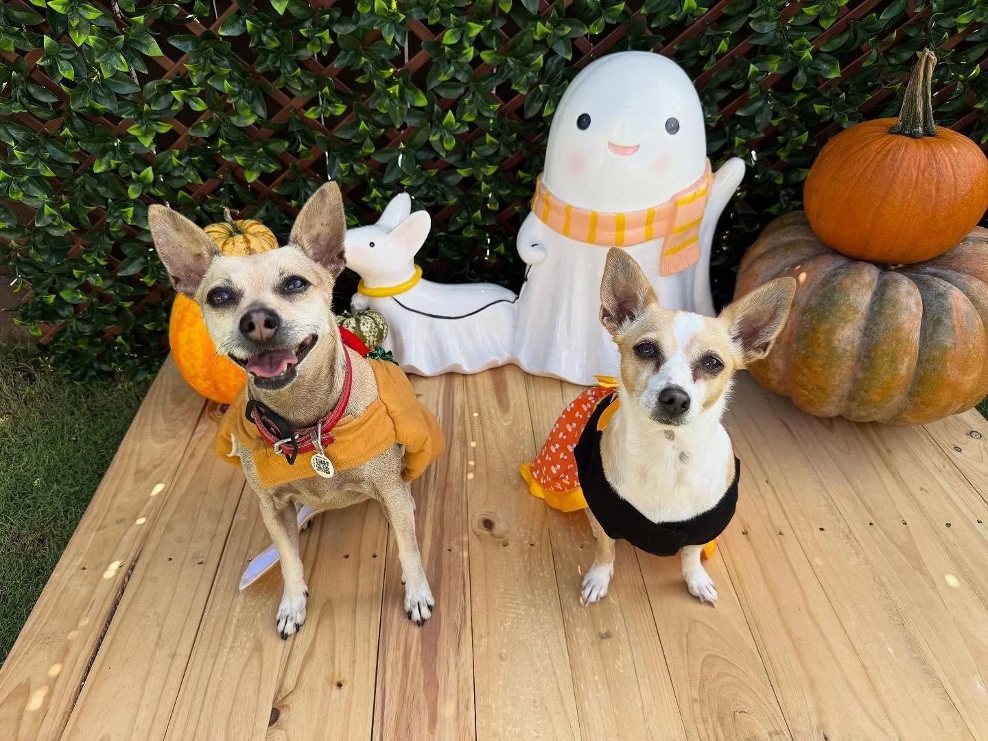 &ldquo;Trick or treat - savor or sweet 🍬🤤👻&rdquo;
🐾Abby &amp; Rosy🐾

Laura&rsquo;s Doggie Care Halloween 2025 Costume Contest 🎃 Cast your vote by Wednesday, Oct. 29 at 5 PM HST! Vote for one or for all your favorites! 🐾 The photo with the most
