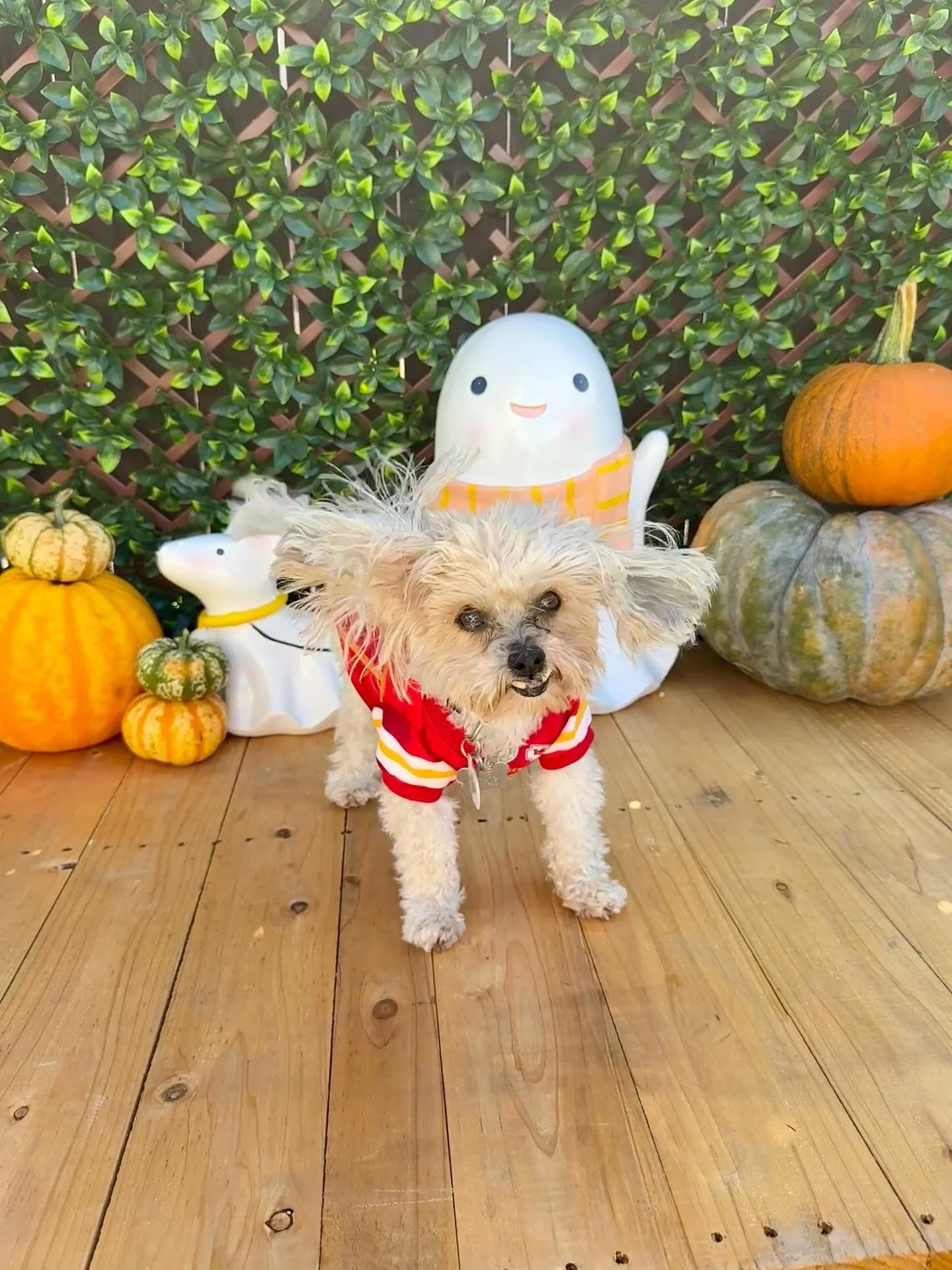 &ldquo;Touchdown! Move over T-Swift, I&rsquo;m taking Travis.&rdquo; 
🐾 Bobbi🐾

Laura&rsquo;s Doggie Care Halloween 2025 Costume Contest 🎃 Cast your vote by Wednesday, Oct. 29 at 5 PM HST! Vote for one or for all your favorites! 🐾 The photo with 