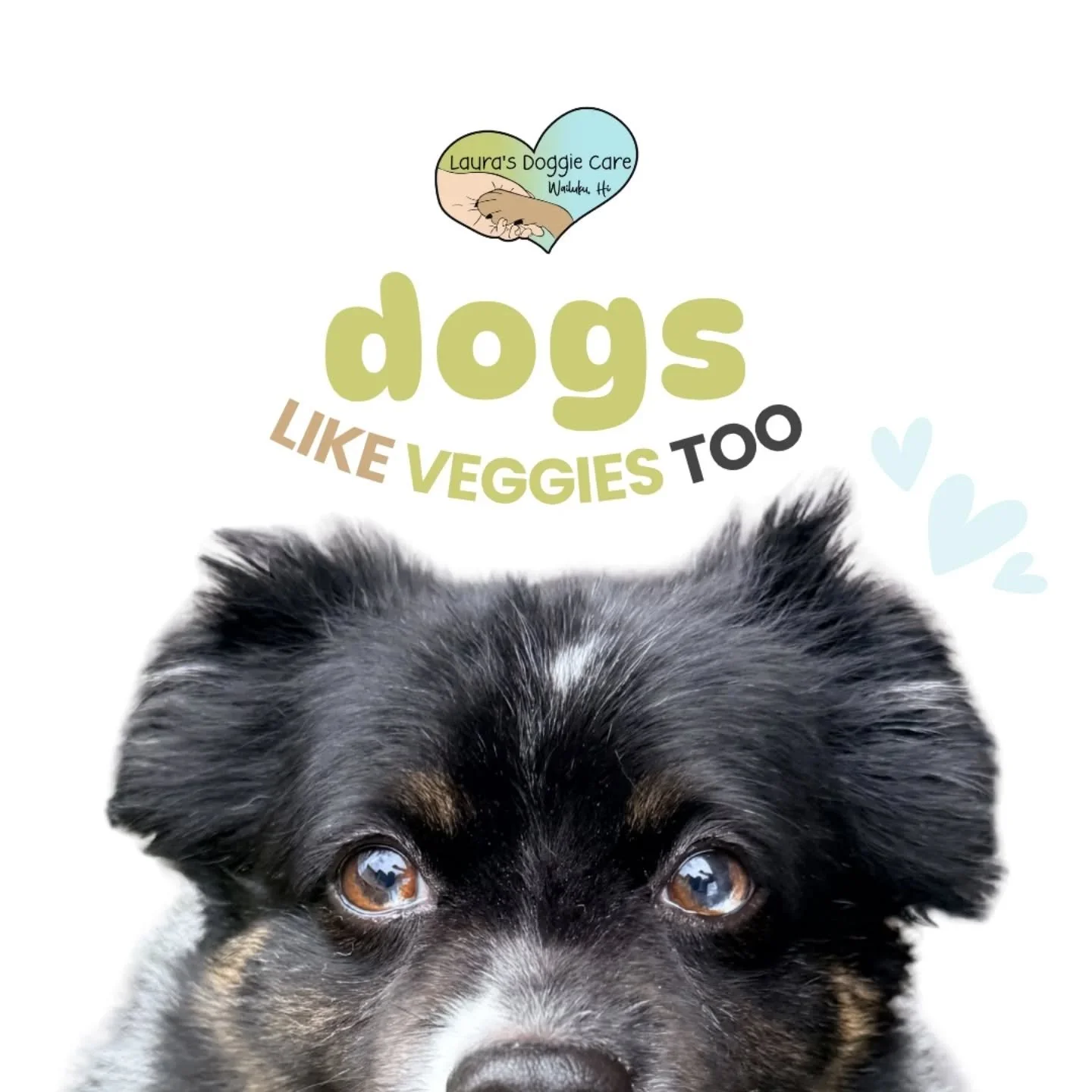 Eat Your Veggies! Your dog can benefit from a balanced diet that includes fruits and vegetables. These healthy additions can boost their immune system, help with hydration, act as a natural toothbrush, add fiber for gut health, and even encourage adv