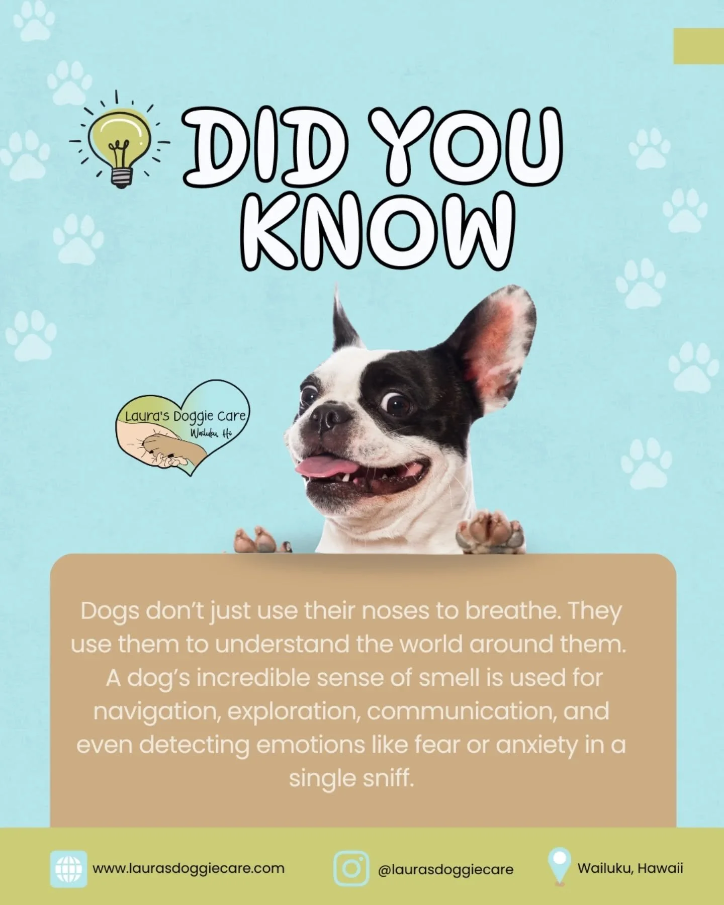 Did you know dogs use their noses to understand the world around them? Their powerful sense of smell helps with exploration, navigation, communication, and even detecting emotions.

At daycare, we encourage pups to put their noses to work through sce