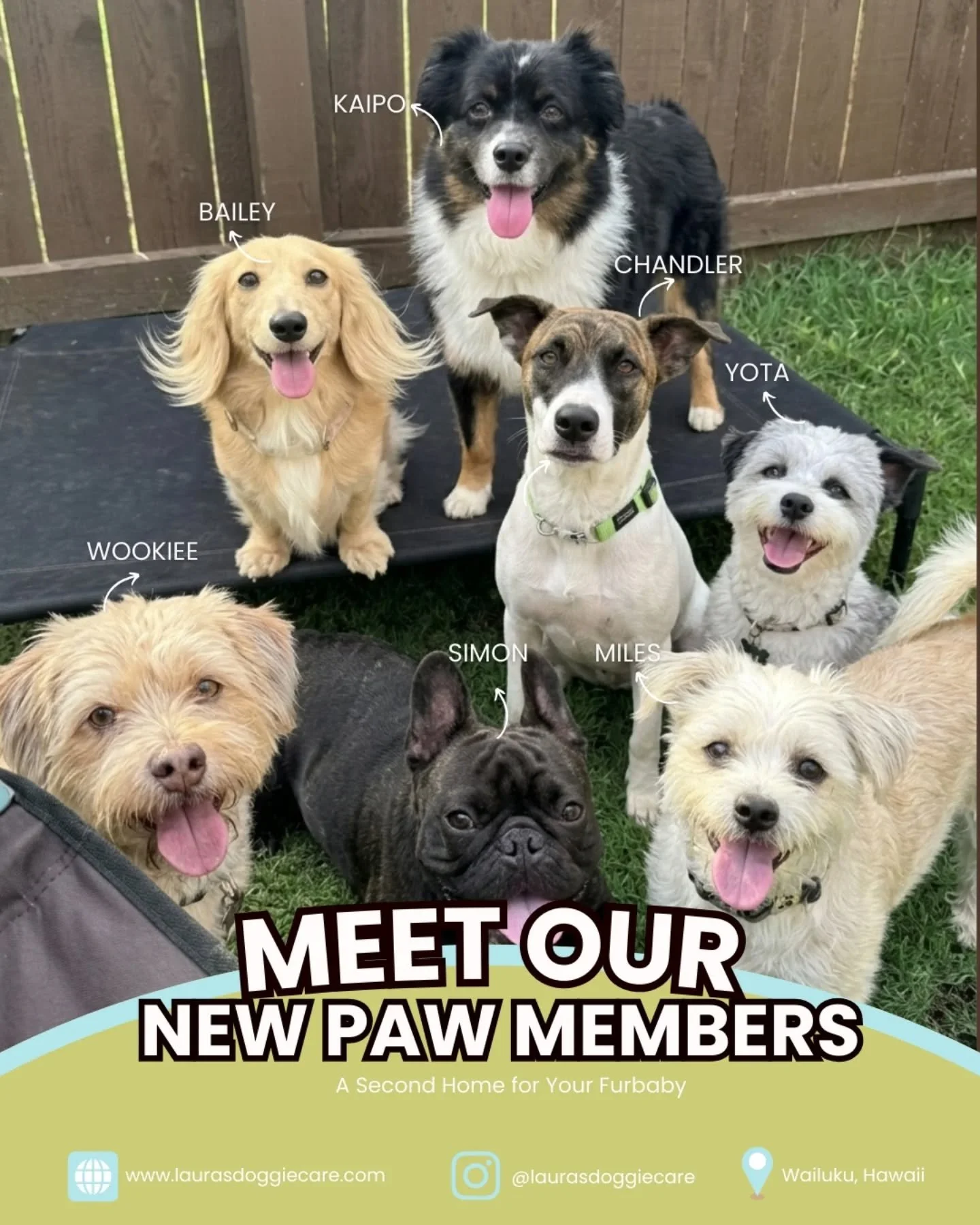 Welcoming Wookiee, Miles, Simon, Yota, Kaipo, Chandler, and Bailey to our doggie daycare program
 

Our six week cohort is all about helping each pup grow, build confidence, and have so much fun along the way. We combine daily enrichment, light train