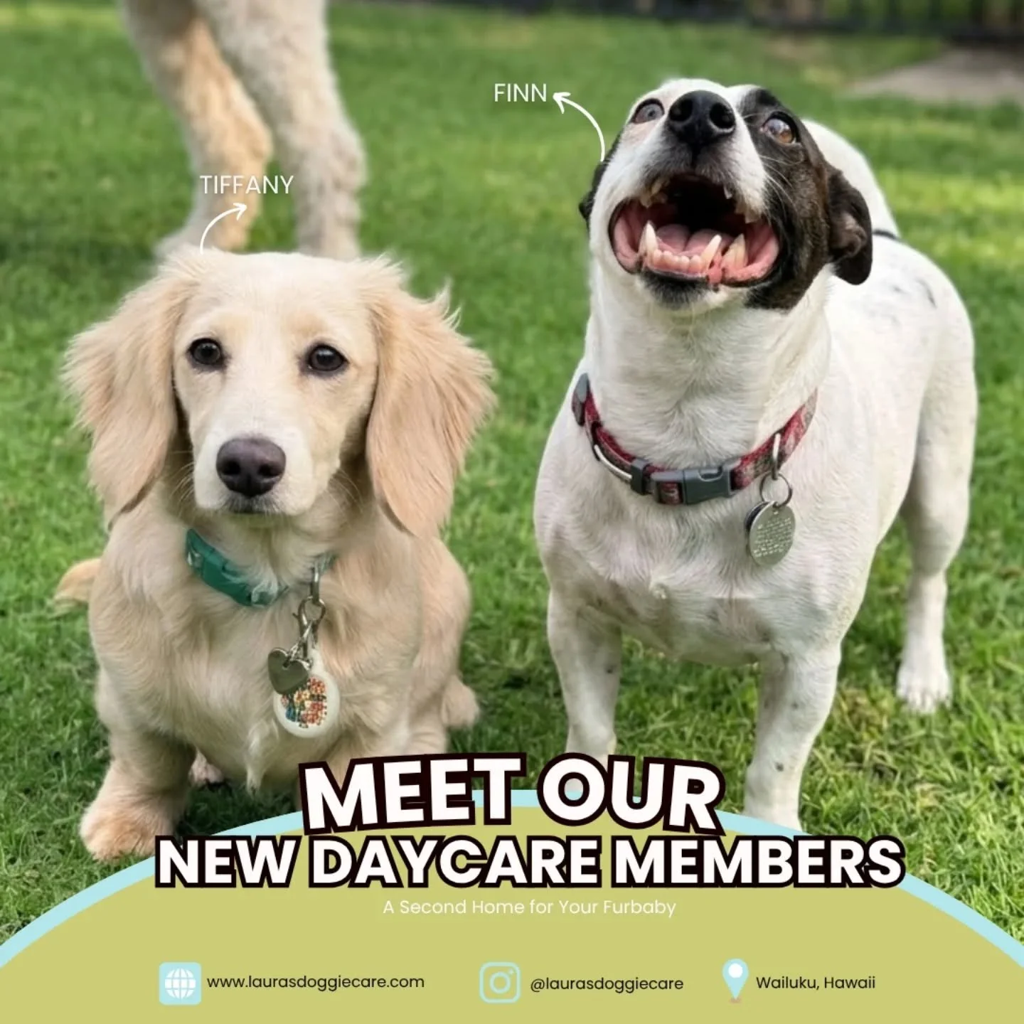 Welcome to our April cohort 🐾 We&rsquo;re so excited to welcome Tiffany and Finn into our daycare ohana!
 

Our program is designed for dog owners who want more than just a place to drop their pup off. Each family receives a customized six week goal
