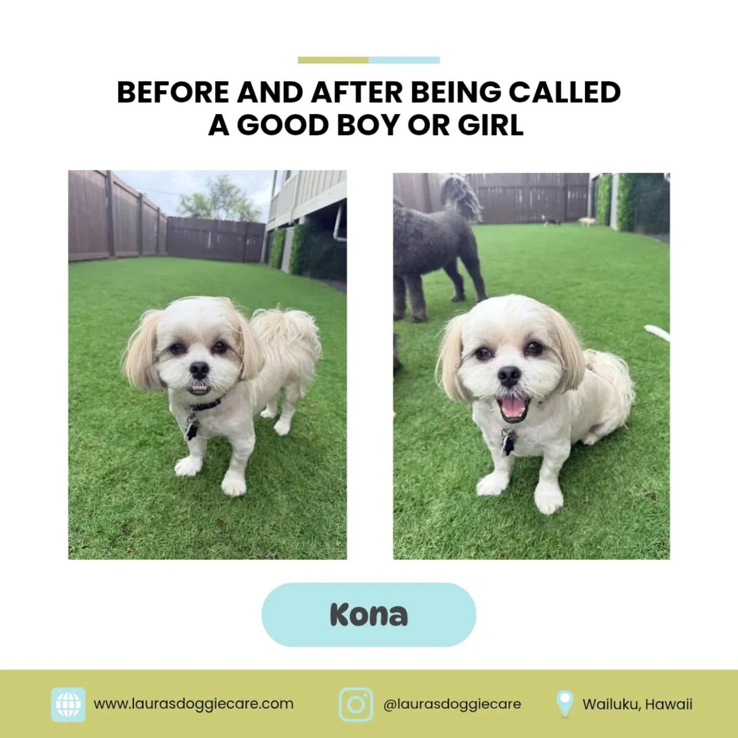Before and after being called a good boy or girl 🐾

Left: &ldquo;I have no idea what I did.&rdquo;

Right: &ldquo;I would do it again for the compliments.&rdquo;

Proof that a little praise goes a long way 😄

Want a dog that lights up, listens bett
