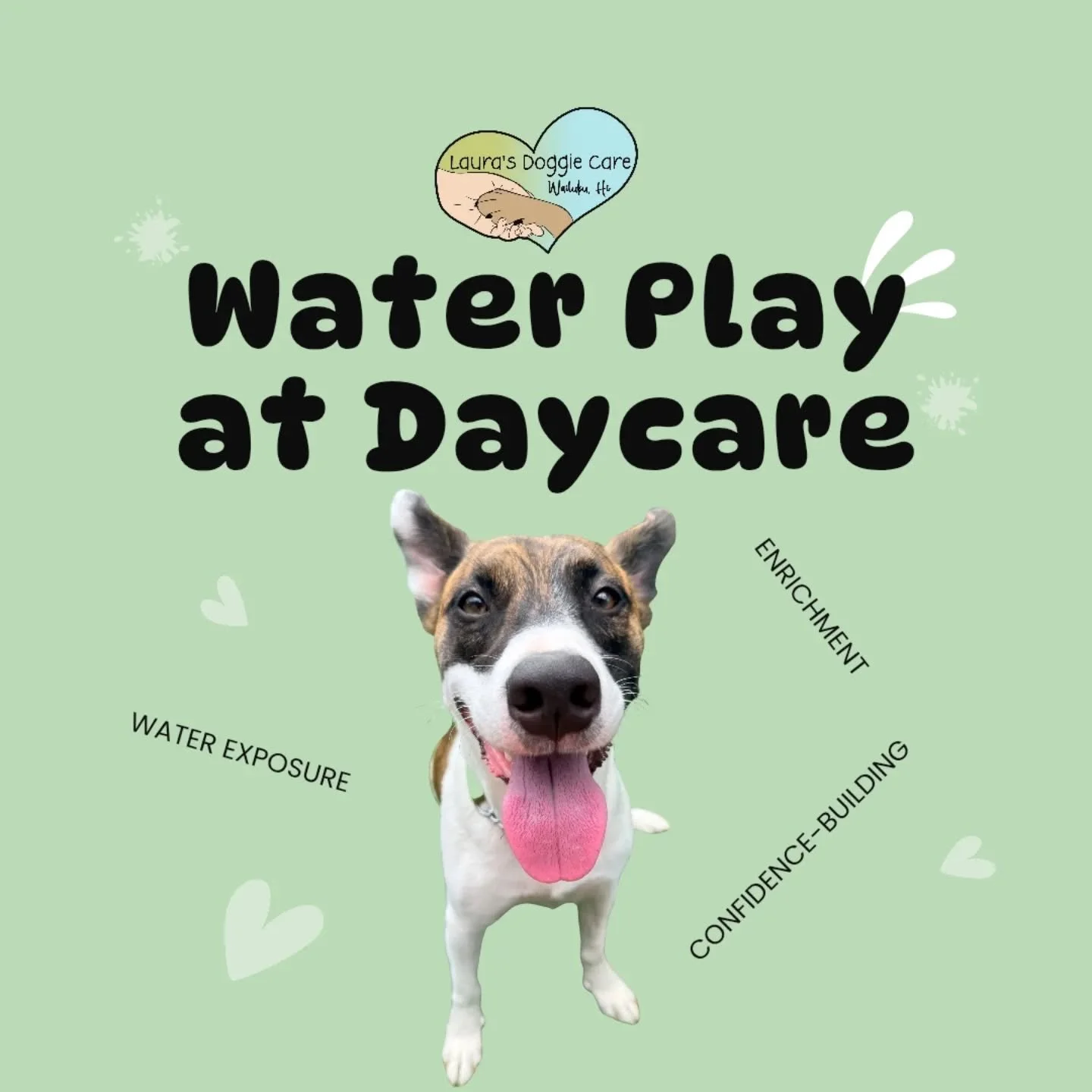 Water play is about so much more than just having fun 🐾

Safe and positive water exposure helps dogs build confidence, improve coordination, and learn how to navigate new experiences in a healthy, enriching way. From sprinklers and shallow pools to 