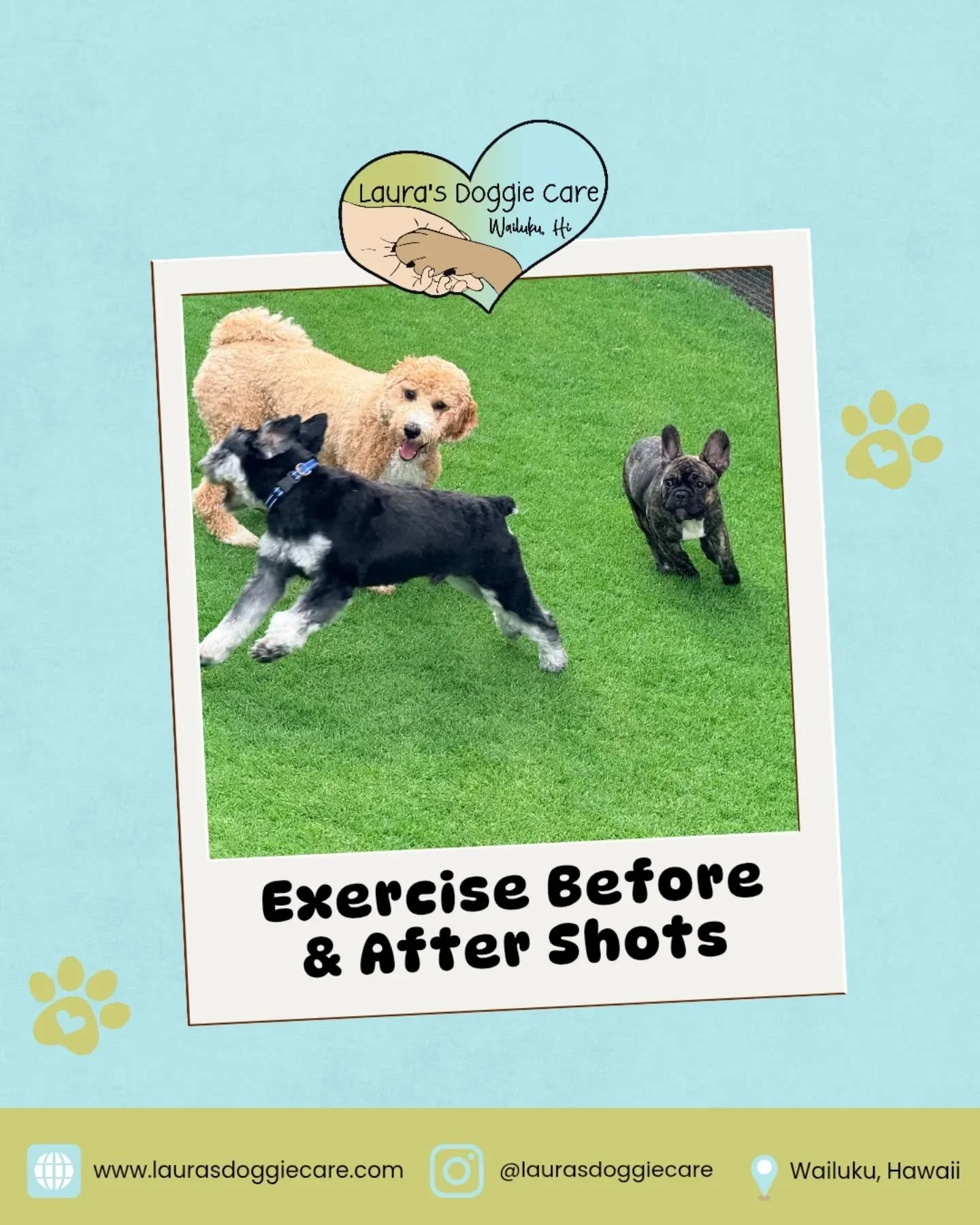 🐾 Did you know that exercising your dog is essential for their mental and physical health?

The daycare crew usually arrives excited and full of energy. These action shots show the difference between arrival energy and the calm, relaxed state after 