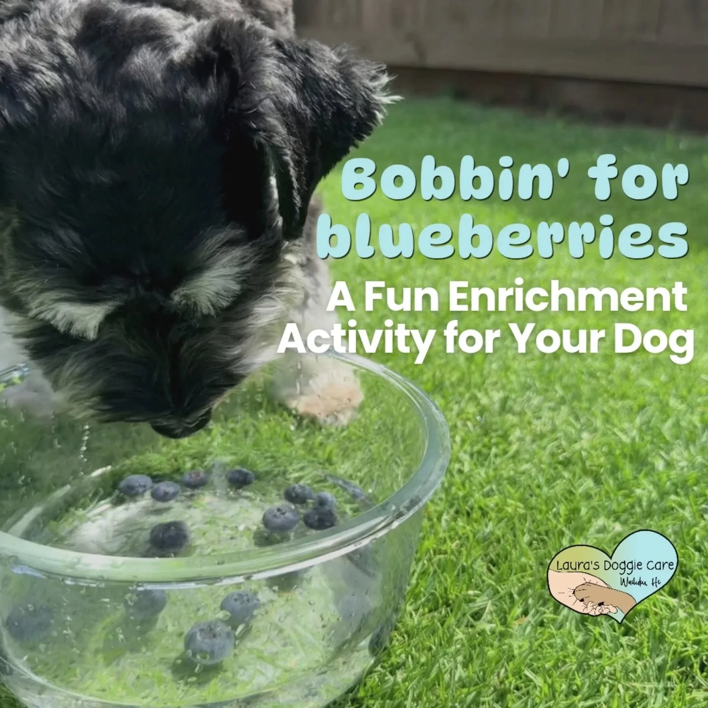 Today&rsquo;s enrichment game: Bobbin&rsquo; for Blueberries 🫐

The pups had to use their noses, mouths, and even their paws to problem solve their way to the floating blueberries. Some went in with a careful strategy, while others chose full-send c