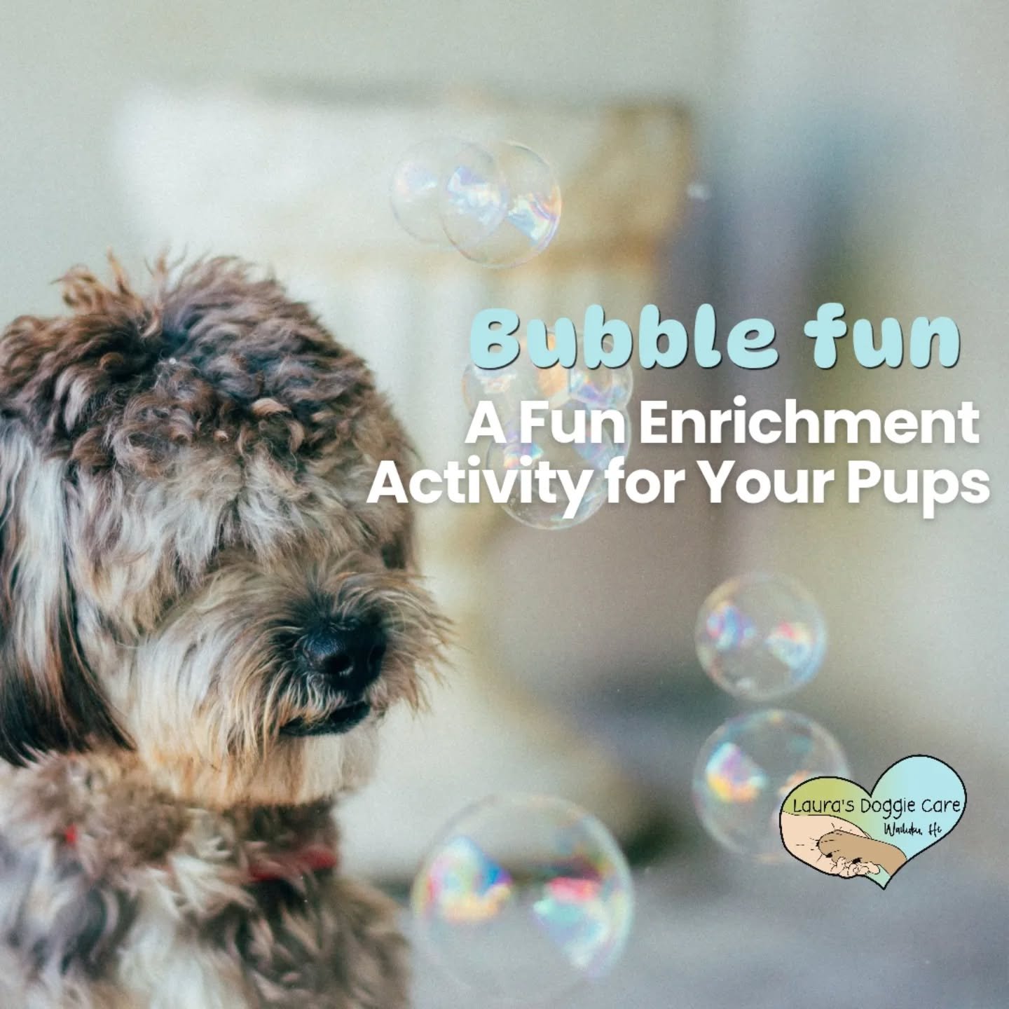Bubble Fun!

Bubbles are a fantastic enrichment activity for pups, too! 🫧

Bubble play is a fantastic enrichment activity for pups. Chasing, popping, and tracking bubbles encourages dogs to use their eyes, noses, brains, and bodies all at once. It's