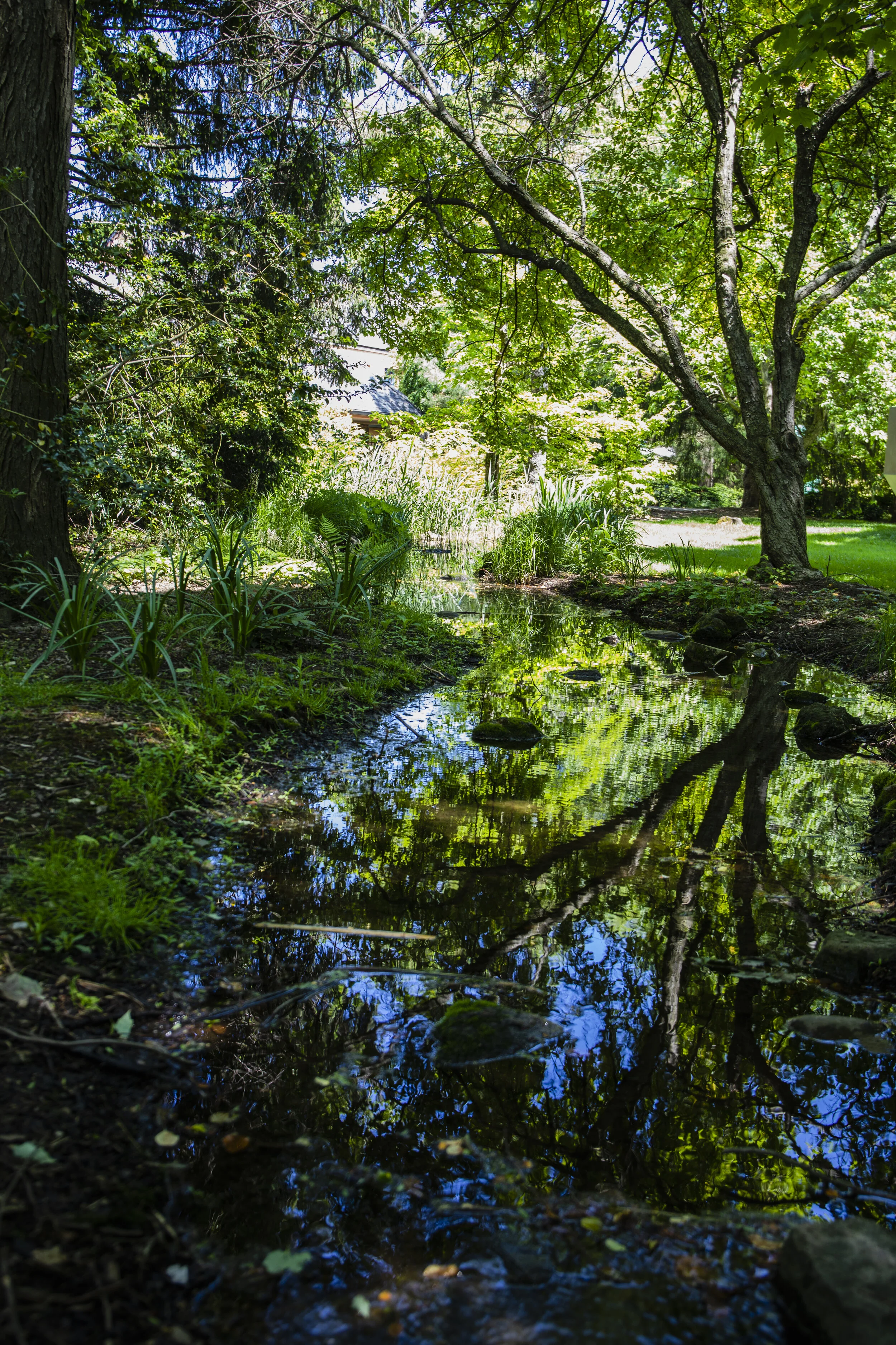 Meandering Stream