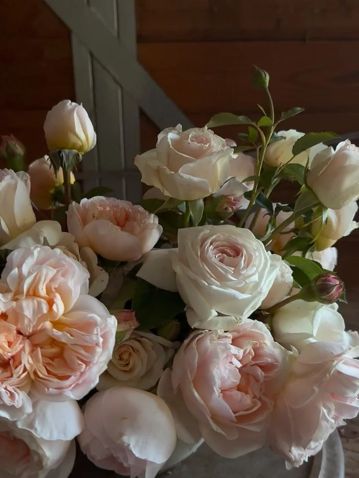 Last 24 hours on the farm.

Roses, new puppy, and a new cooler!