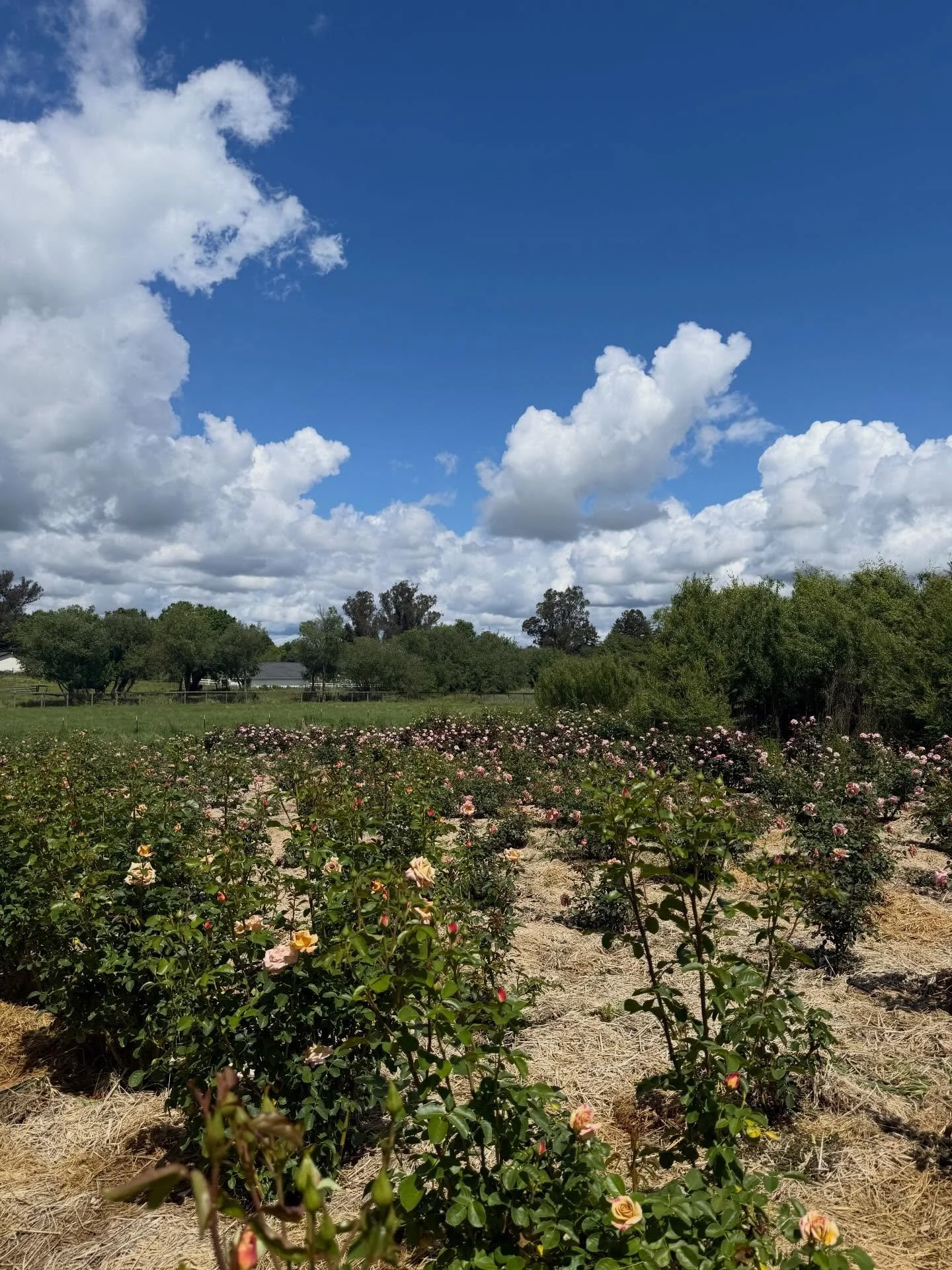 With all that&rsquo;s happening in the world, I feel beyond blessed to have this little corner of the world to protect and nurture. On this earth day, I remain committed to being a champion and steward of the land, growing our roses using only organi