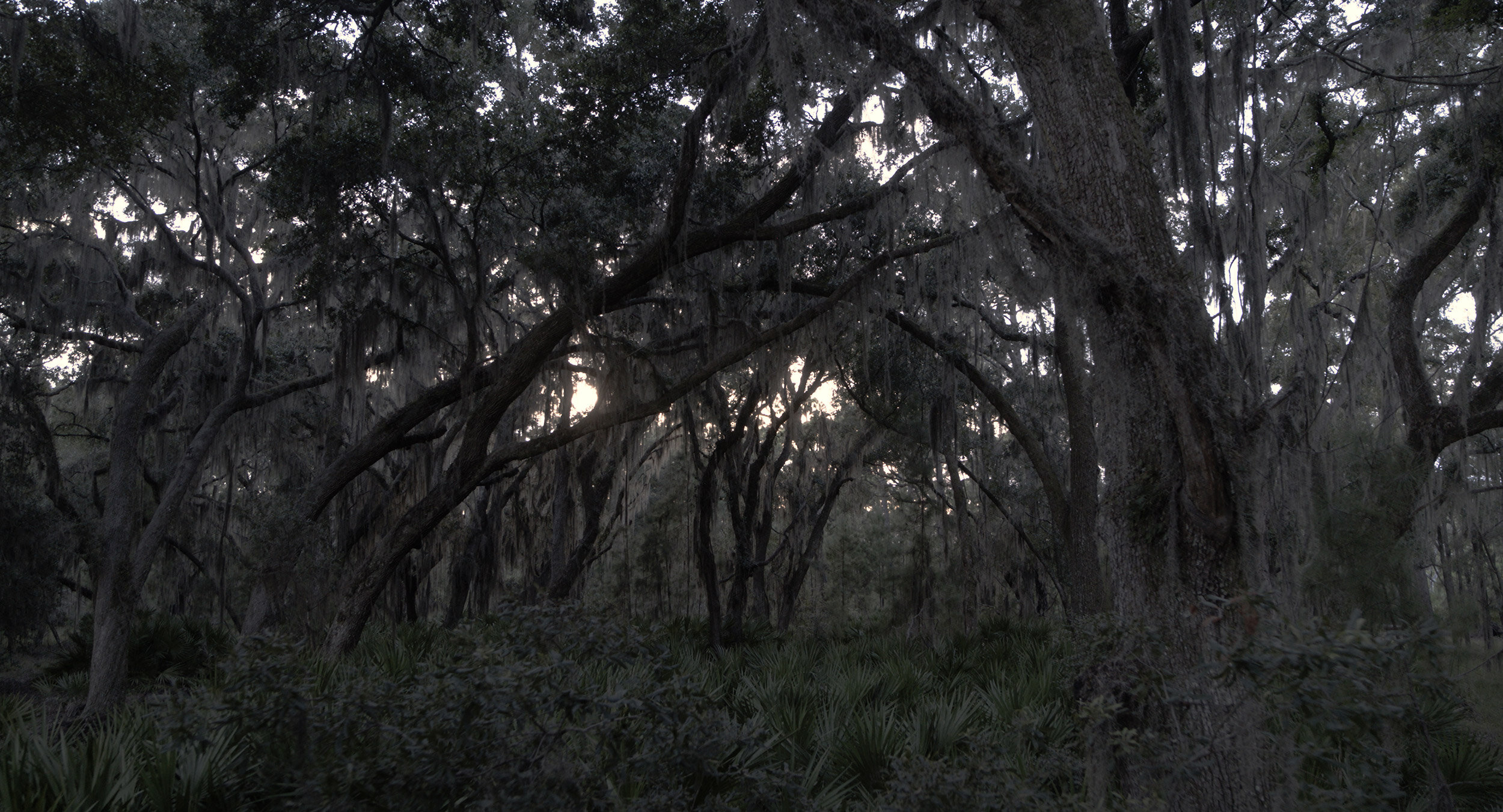 12.-Sapelo_palm_forest.jpg