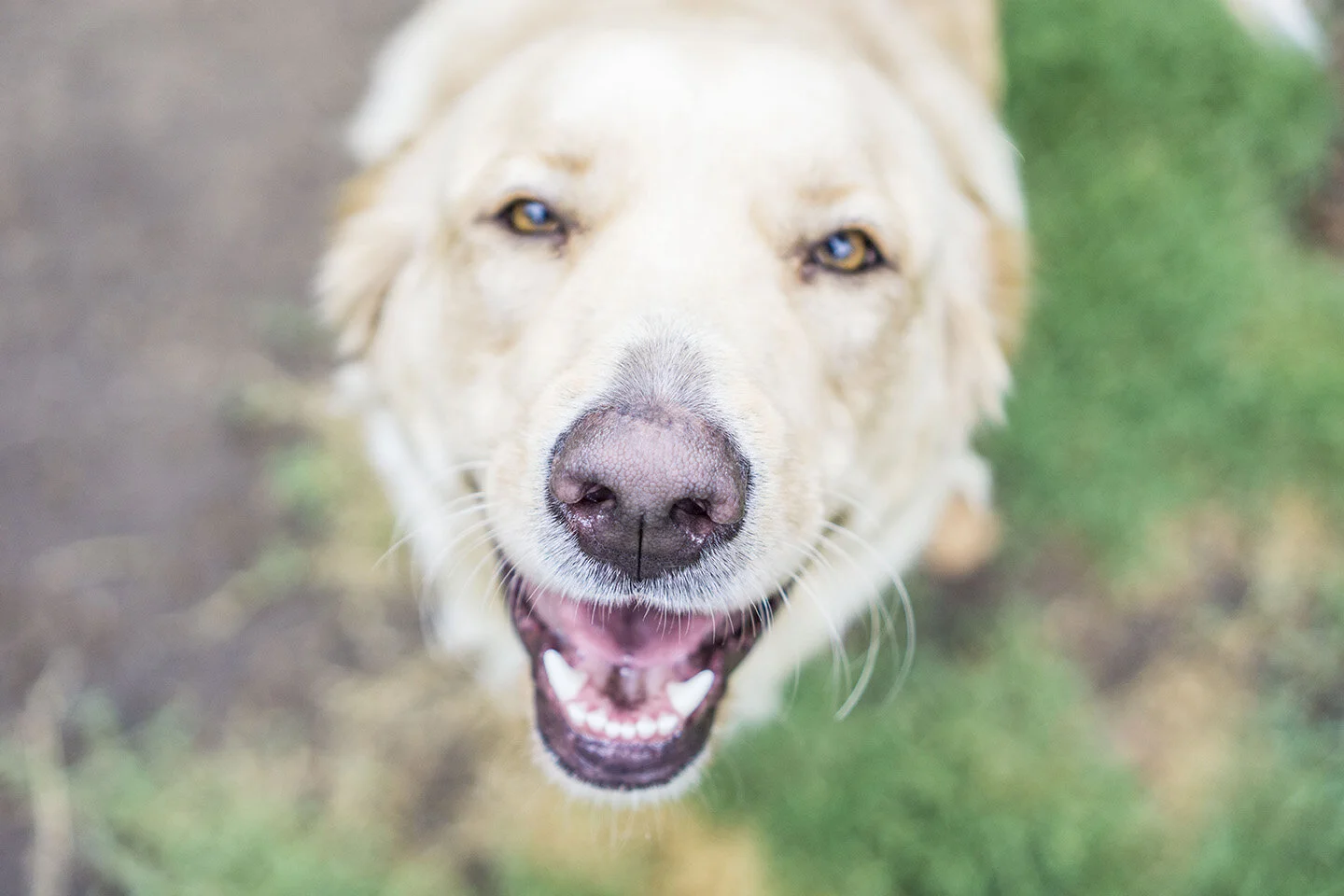 Hutchinson Kansas Professional Animal Pet Portrait Photography