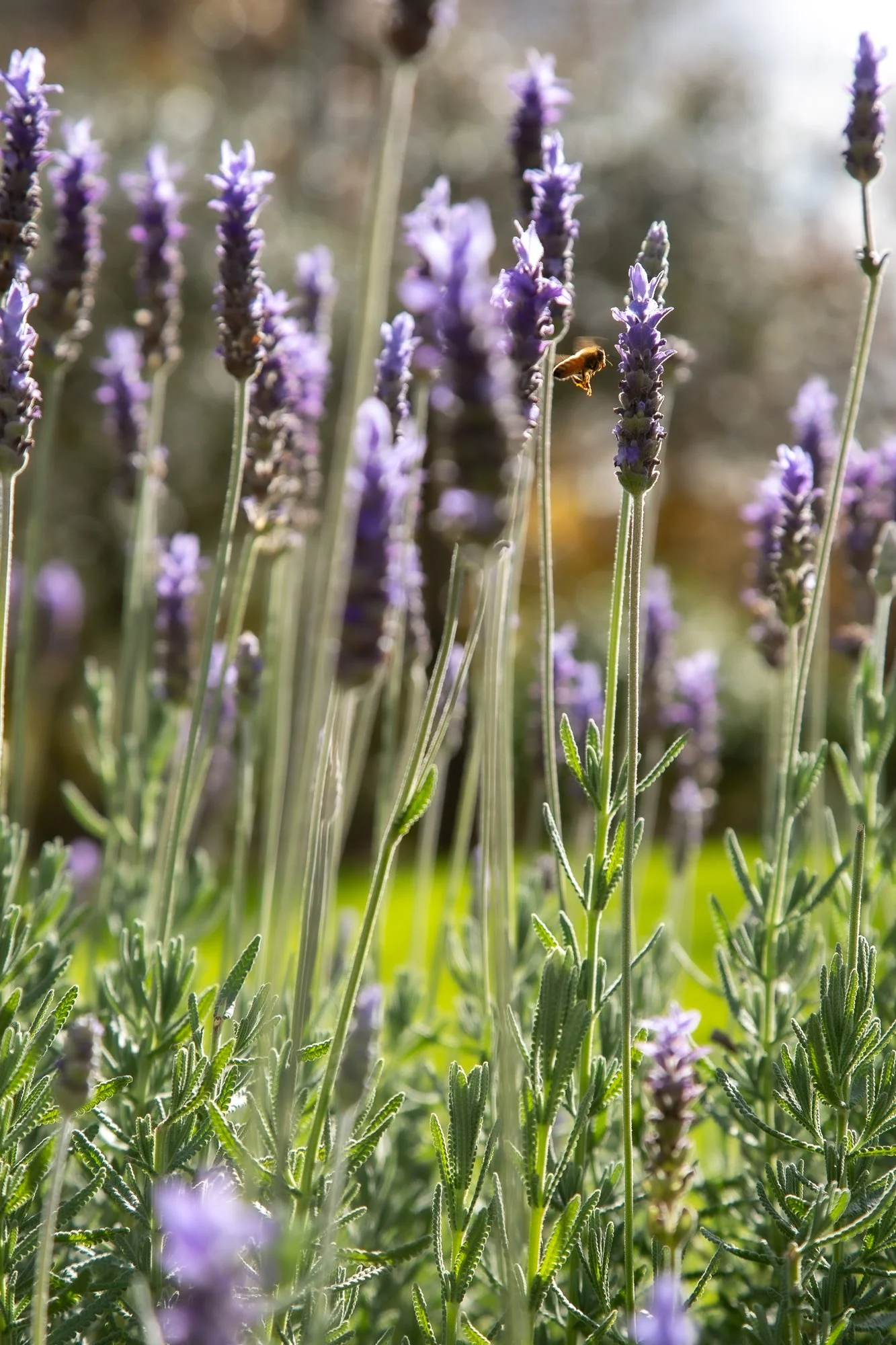 Lavender-16.jpg