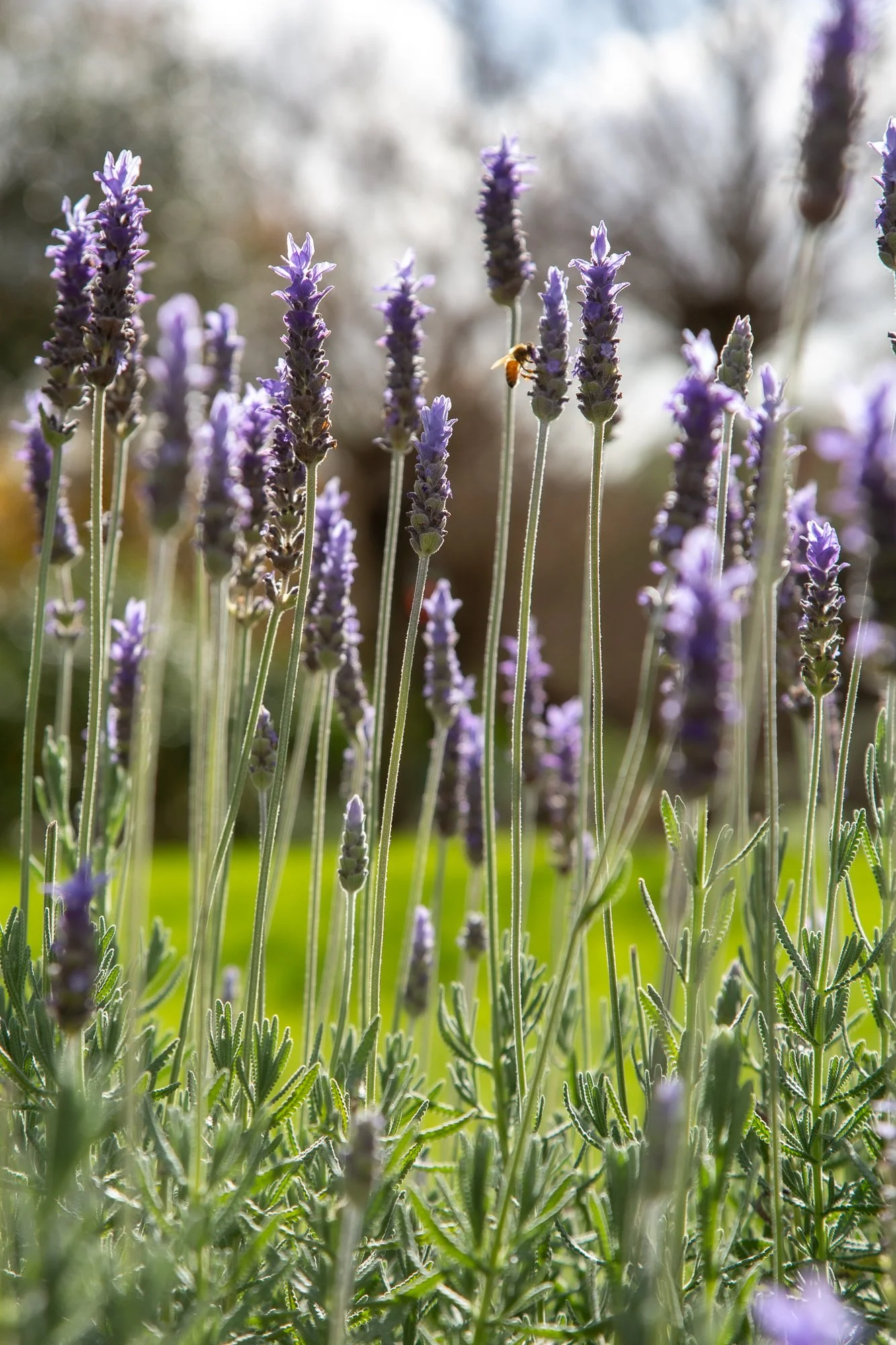 Lavender-15.jpg