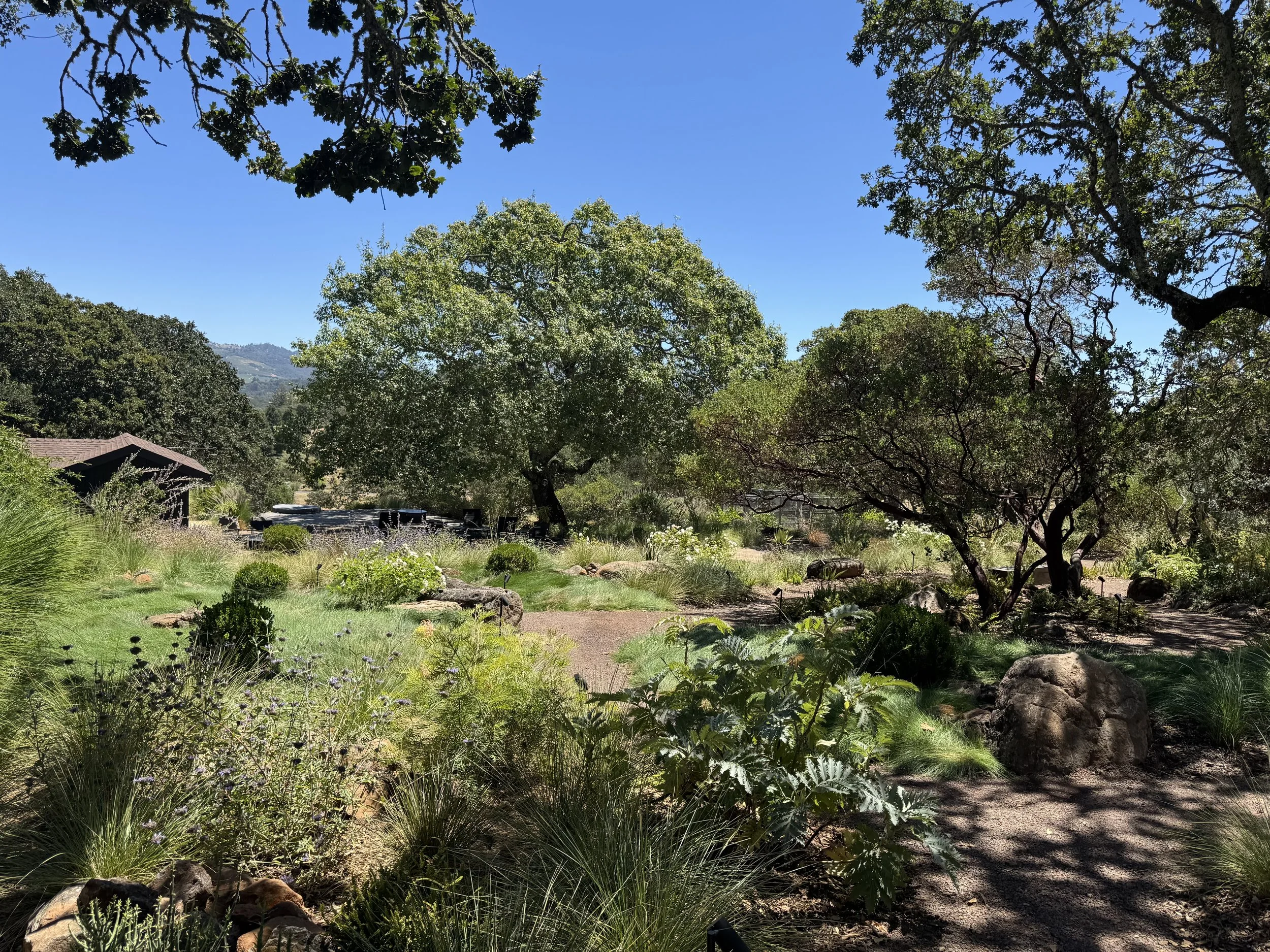 IMG_8482.jpeg