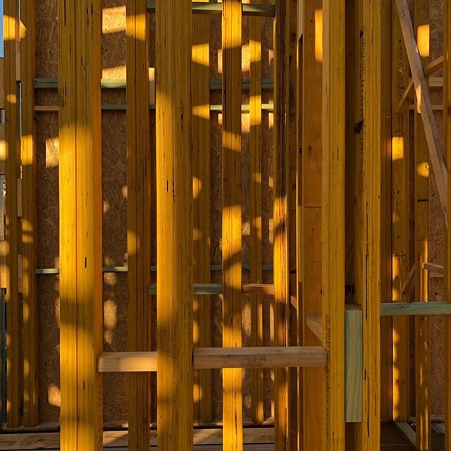 A forest of stud-framing in the morning sun on our latest Ocean Grove project
