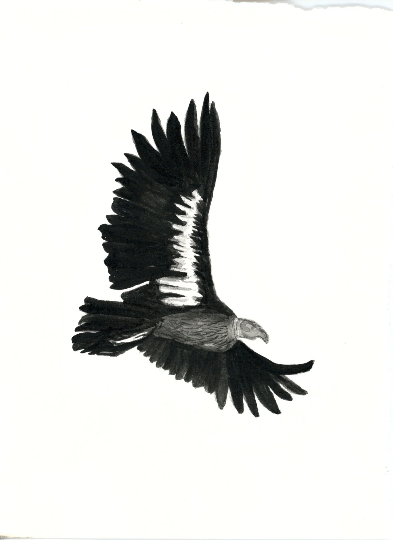 Day 1: California Condor
Inktober 2020 is a go! The first of my prompt list from the IUCN Endangered Red List, is the California Condor, once extinct in the wild through conservation breeding programs the condor has since been reintroduced to Western