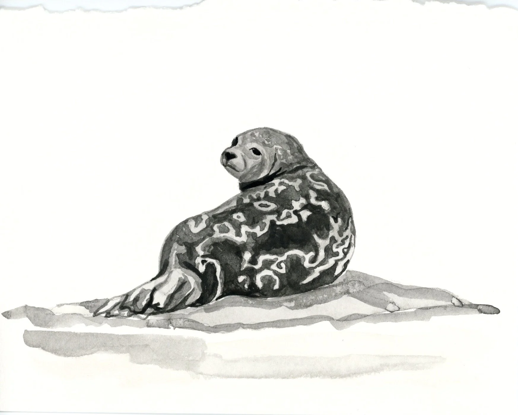 Day 2: Saimaa Ringed Seal
A subspecies to the Ringed seal, the Saimaa Ringed Seal is one of the most endangered seals in the world. “Having a total population of only about 400 individuals.”  https://wwf.fi/en/saimaa-ringed-seal/ “The only existing p