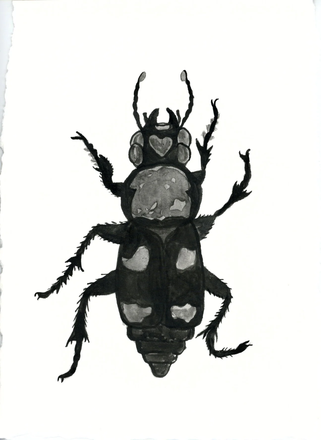 Burying Beetle 3.jpeg
