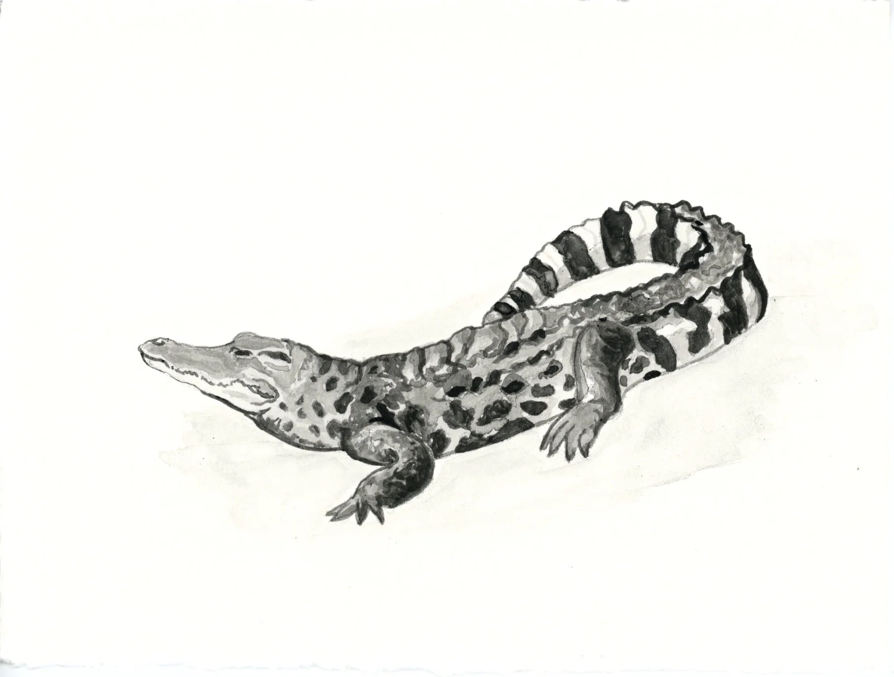 Siamese Crocodile 4.jpeg