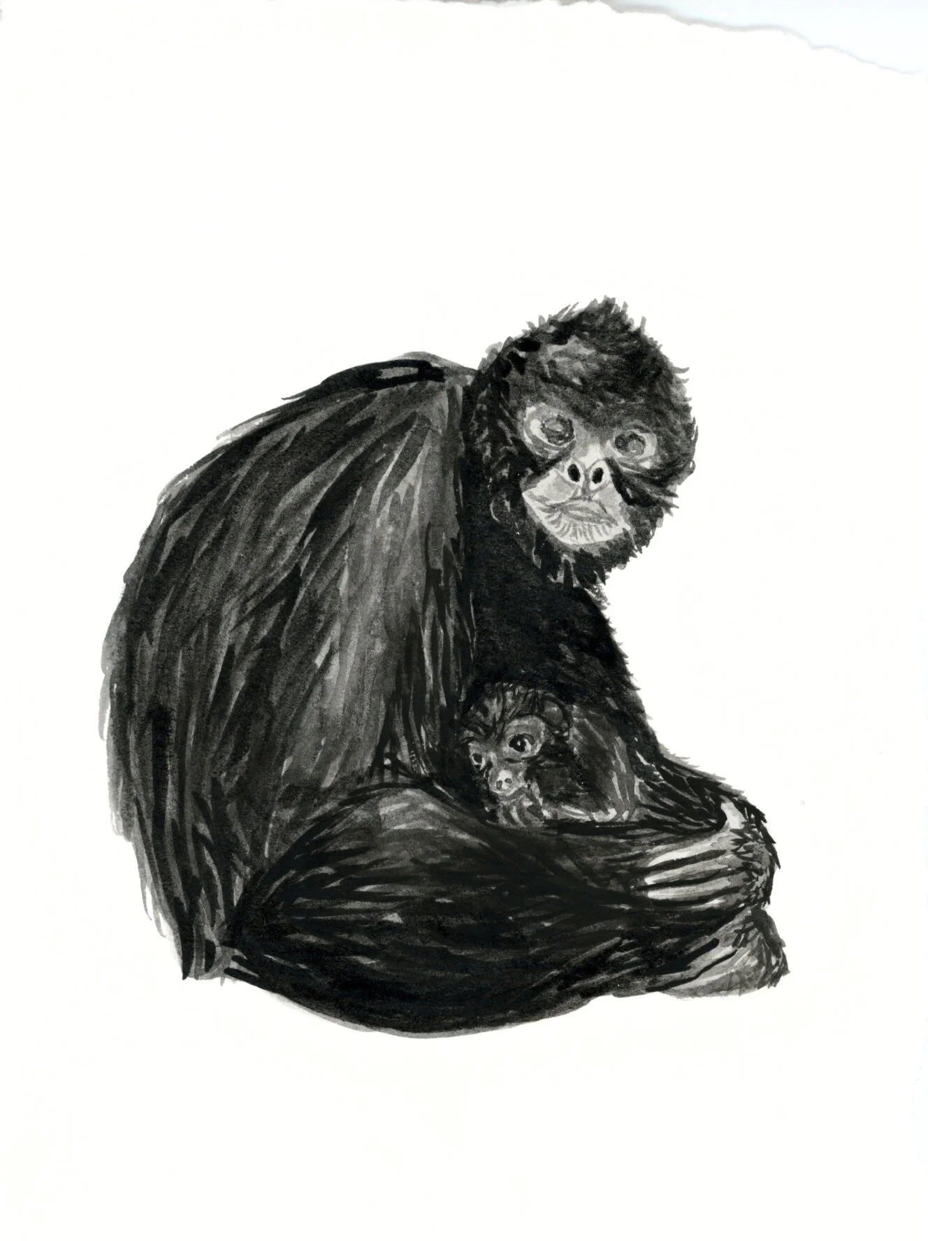 Brown Spider Monkey 5.jpeg