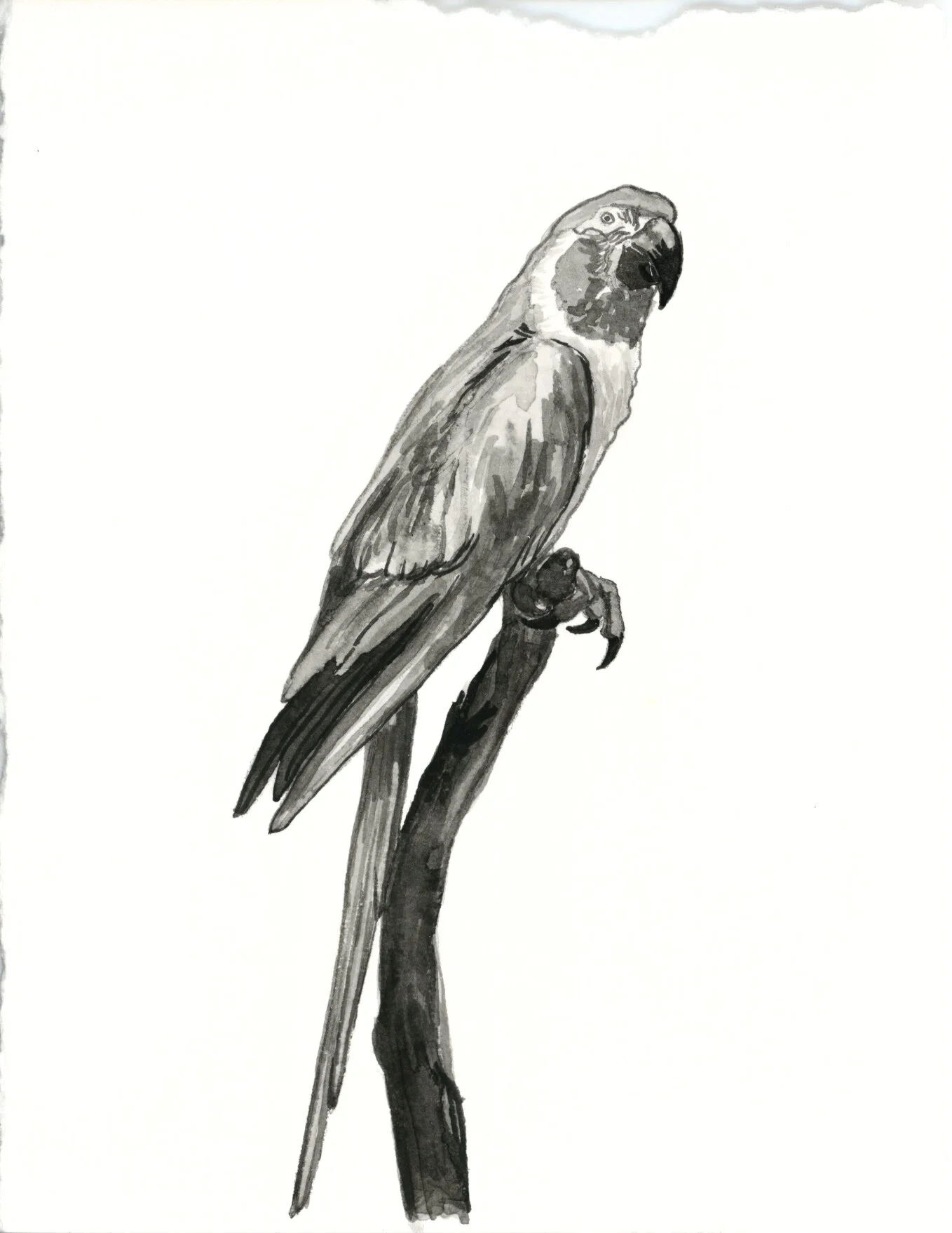 Blue Throated Macaw 6.jpeg