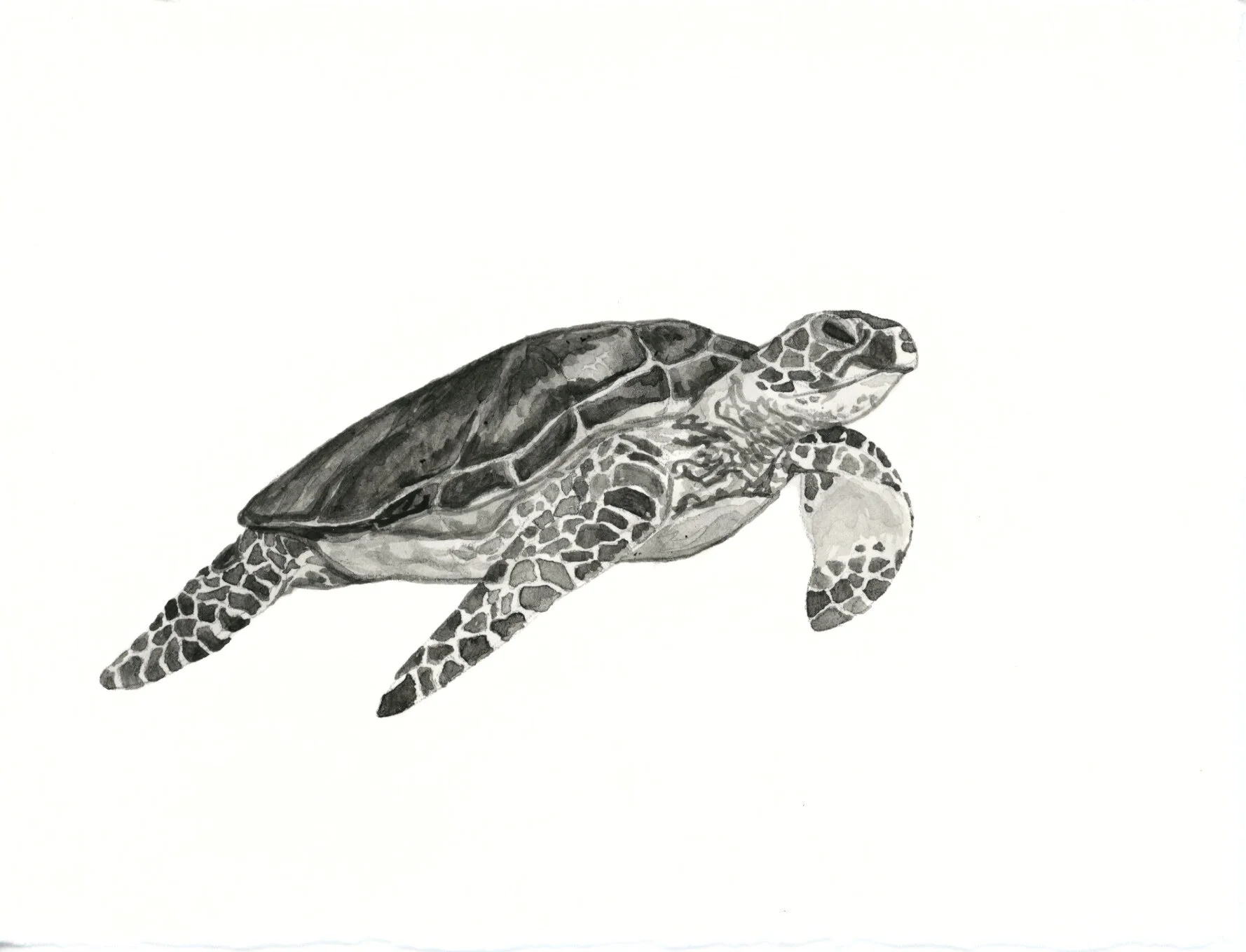 Kemp's Ridley Sea Turtle 7.jpeg