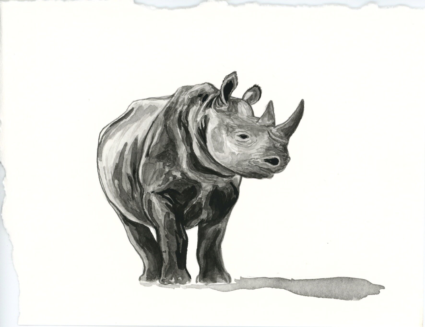 Black Rhino 10.jpeg