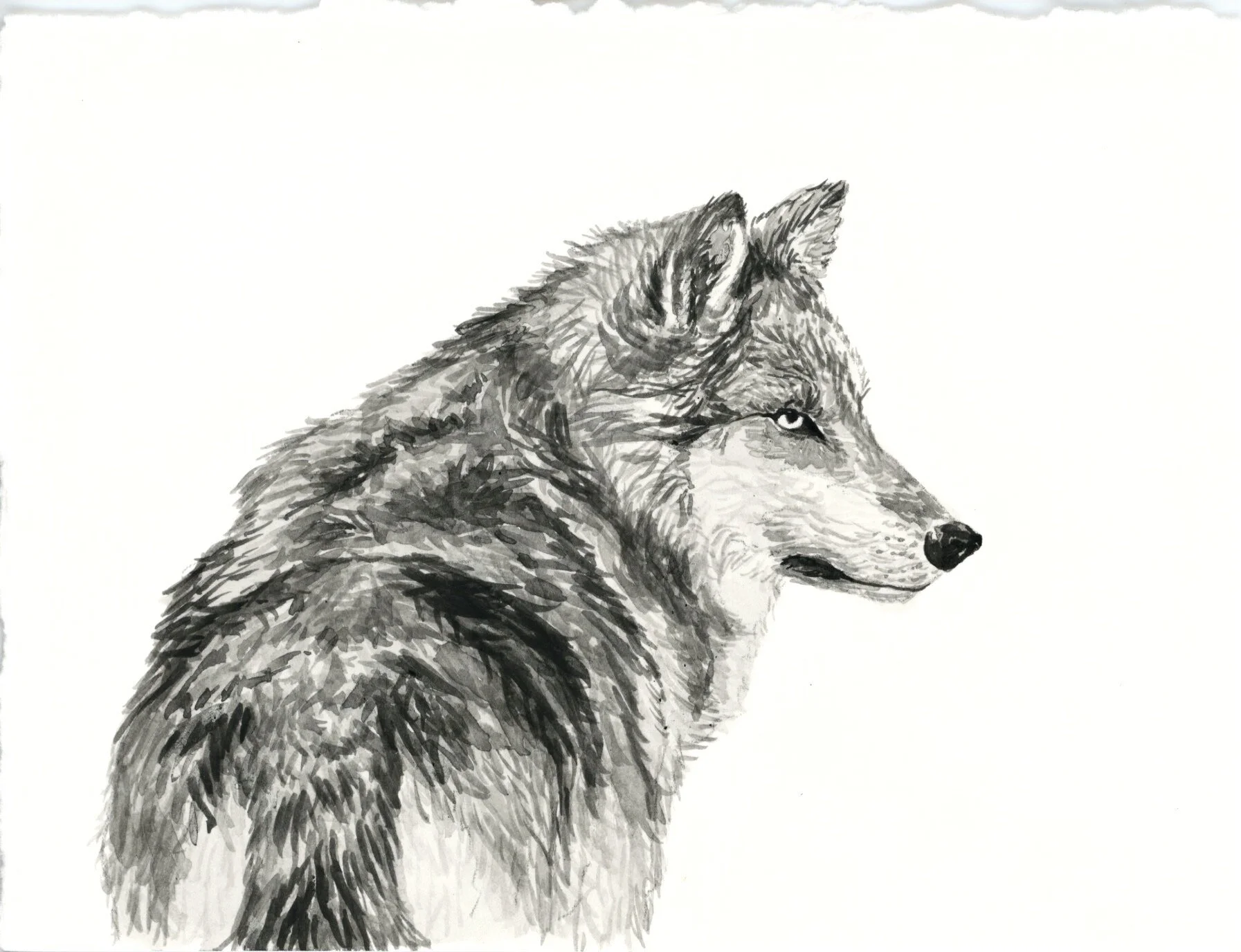 Mexican Wolf 8.jpeg
