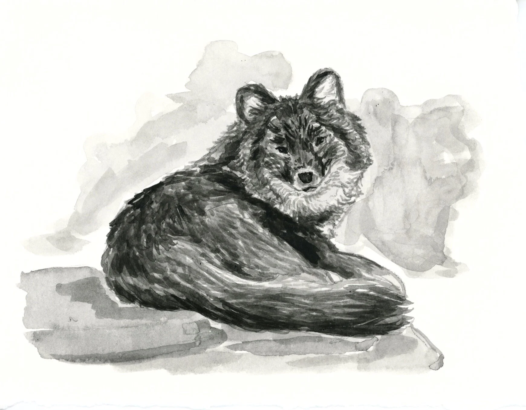 Dhole 13.jpeg