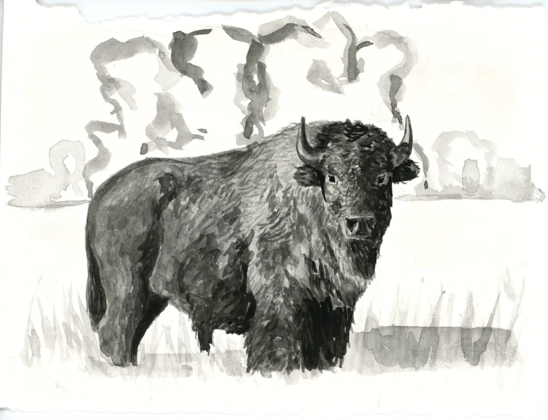 American Bison 9.jpeg