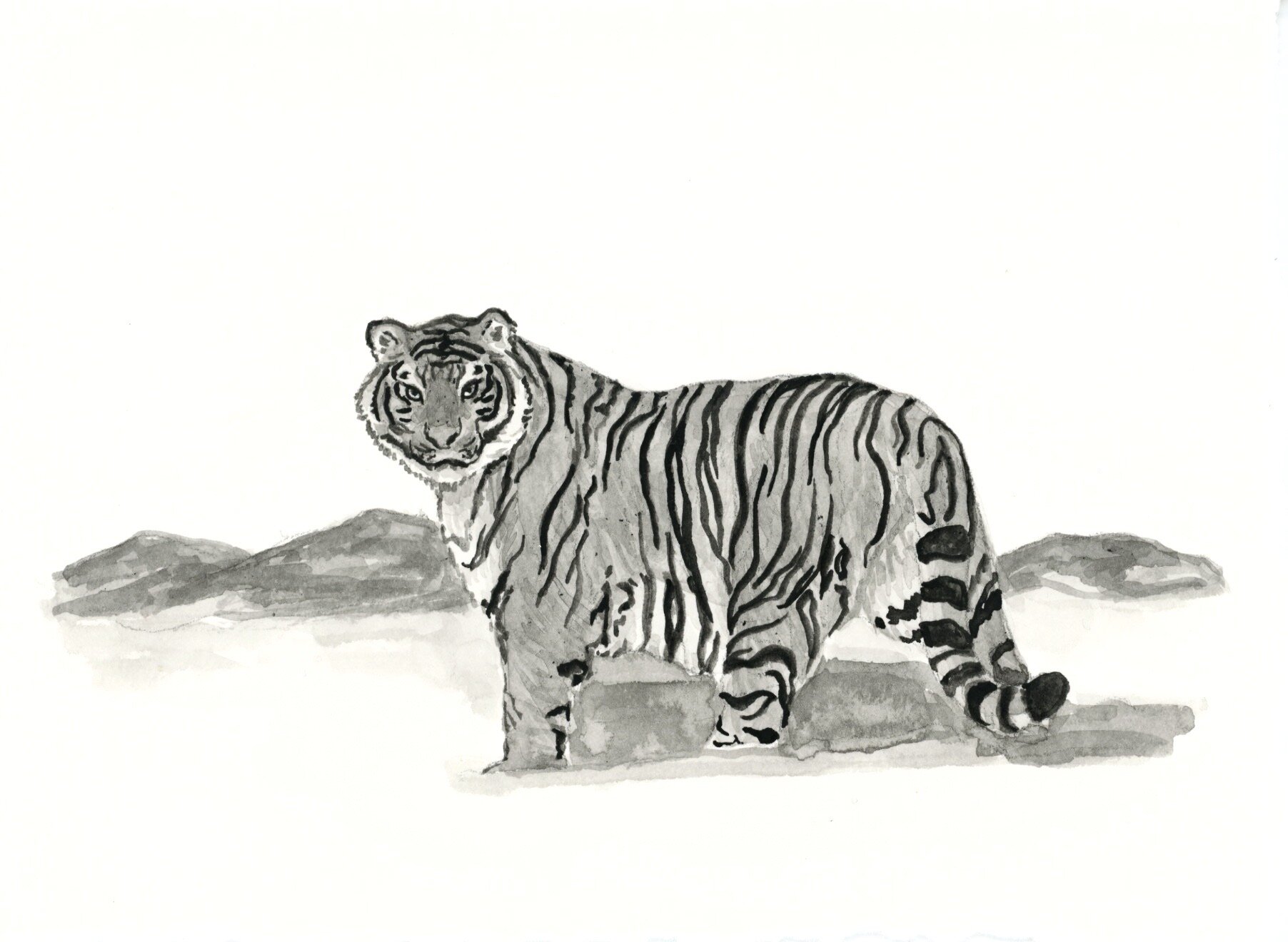 Siberian Tiger 15.jpeg